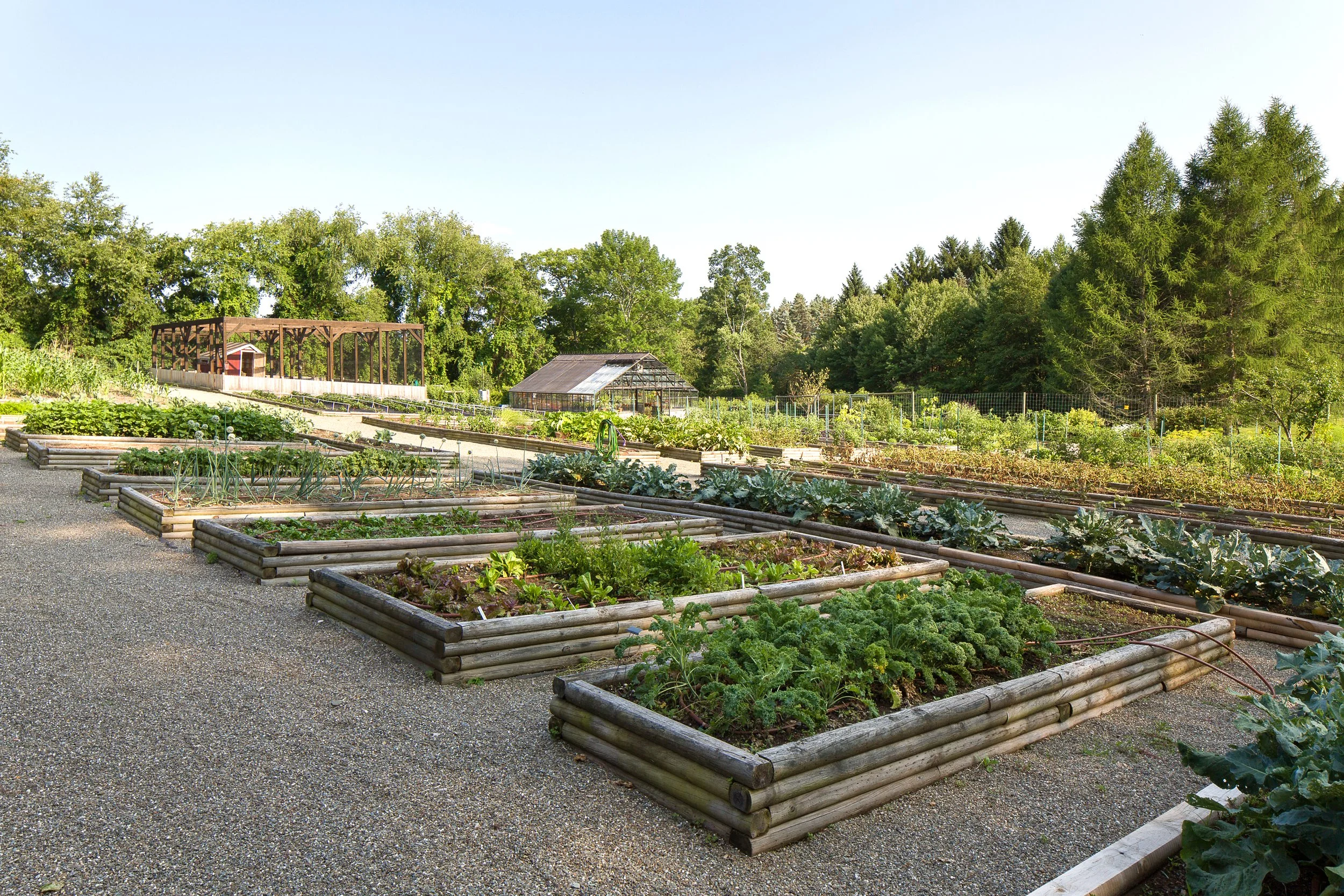 Verdant community garden with raised wooden beds of vegetables and herbs, surrounded by trees under a clear blue sky — Global Wealth Communities highlighting sustainable living and nature-integrated design.
