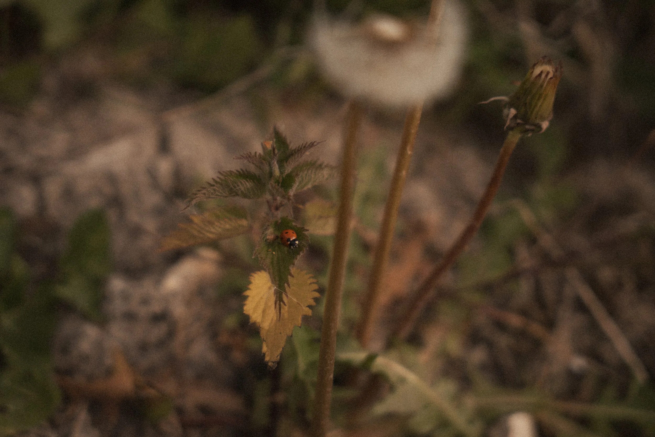 DSC02573.jpg