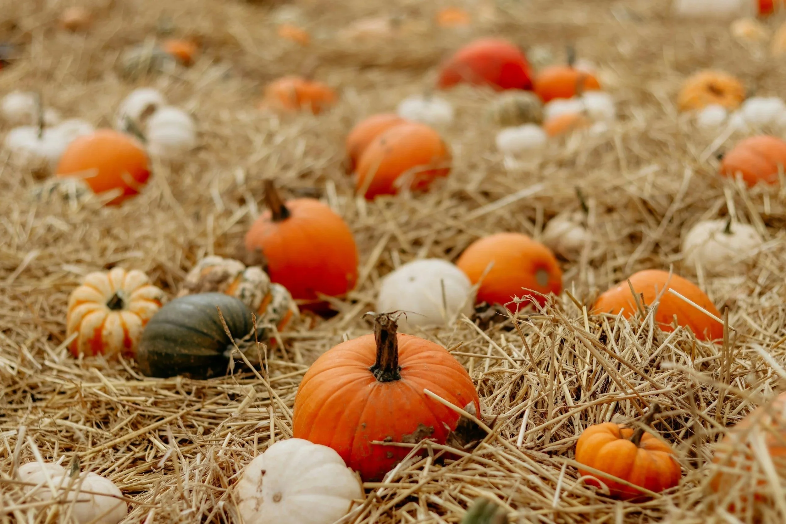 Fall Harvest Festival