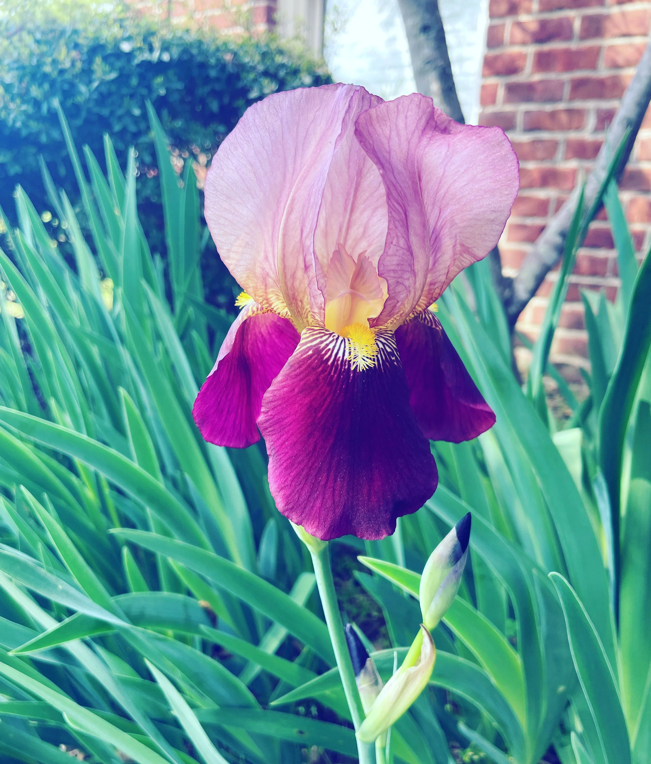 Indian Chief Heirloom Iris - Spring 2023