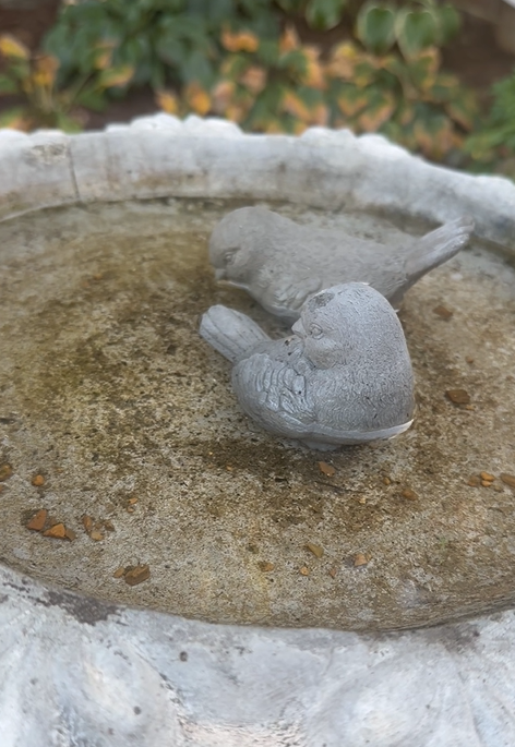 bird bath.png