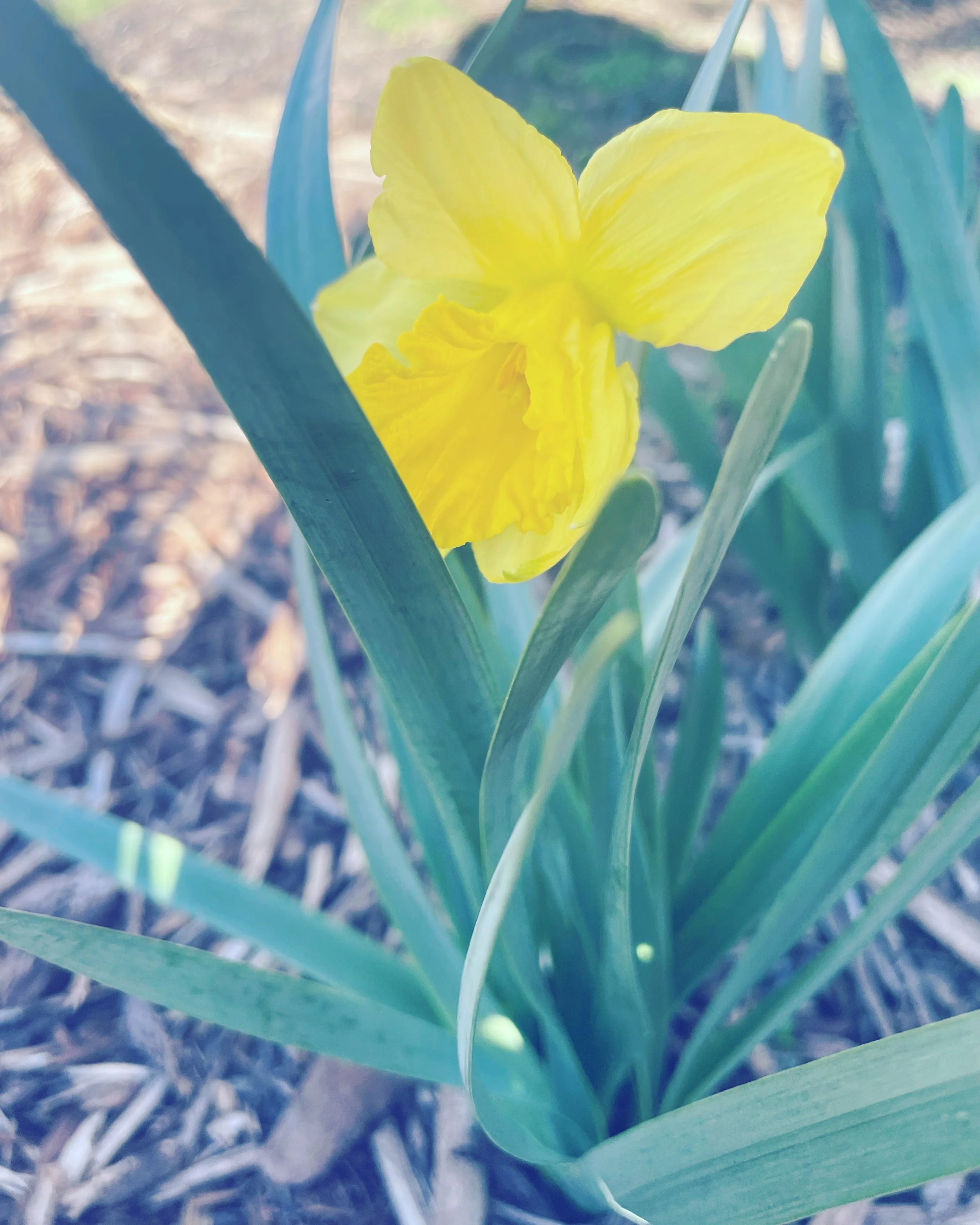 Common Daffodil - Spring 2023