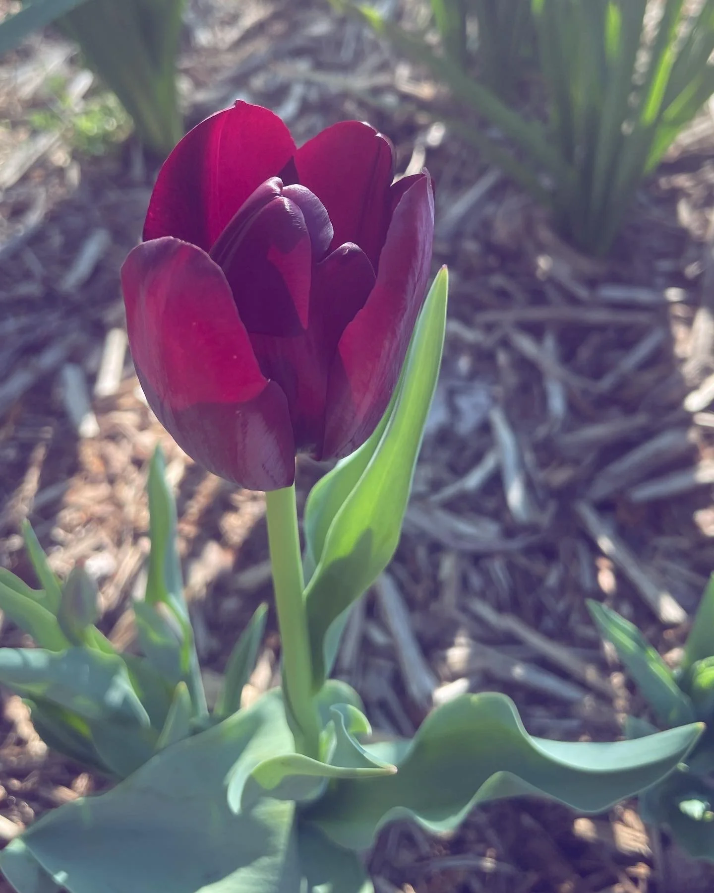 Queen of Night Tulip - Spring 2023