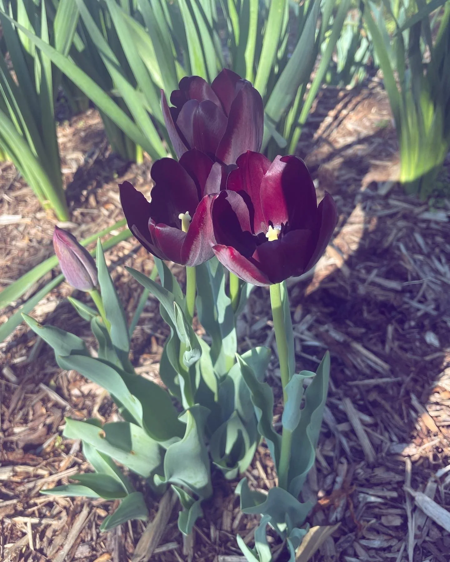 Queen of Night Tulips - Spring 2023