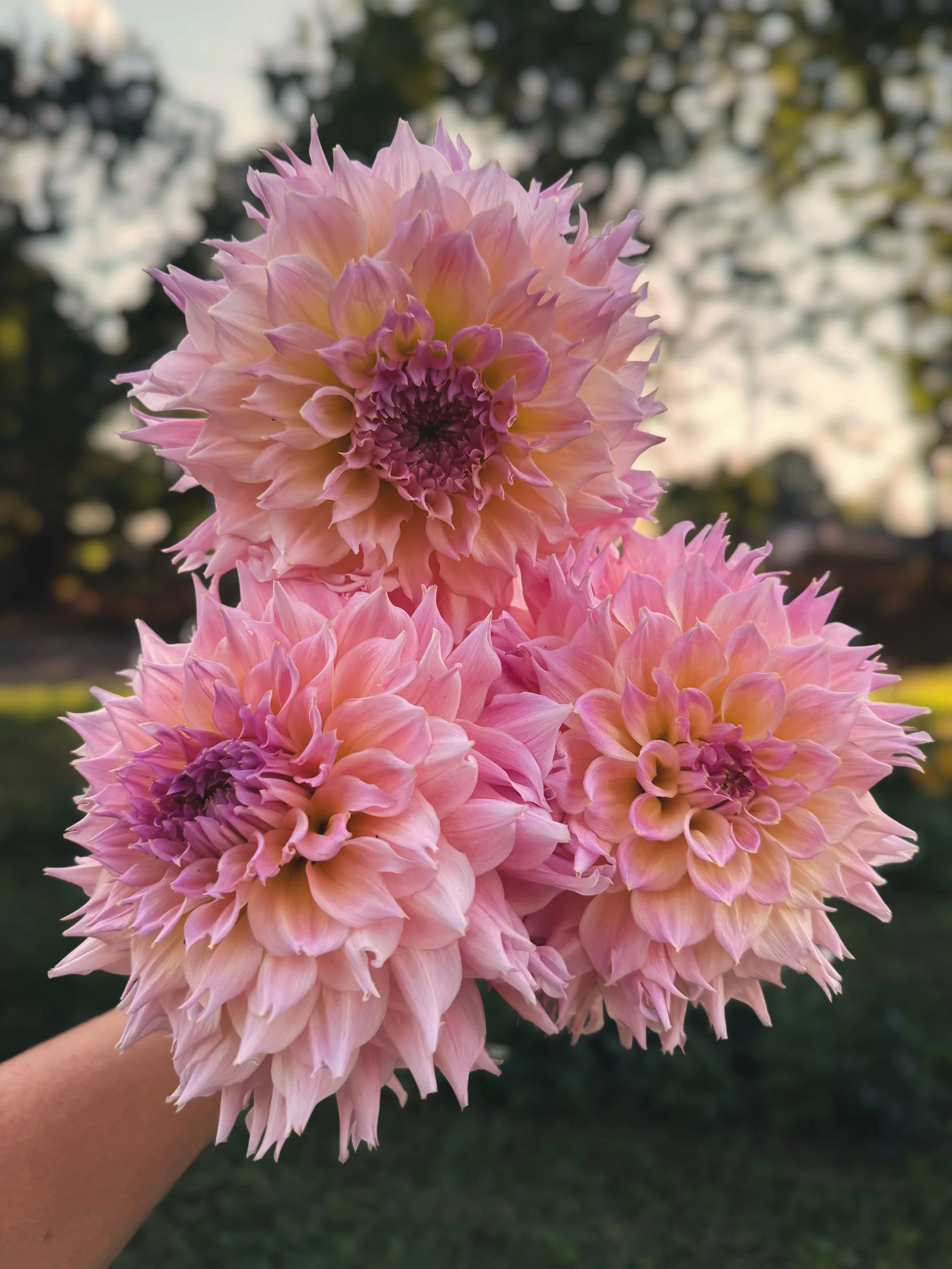 Lees pink Grape.jpeg