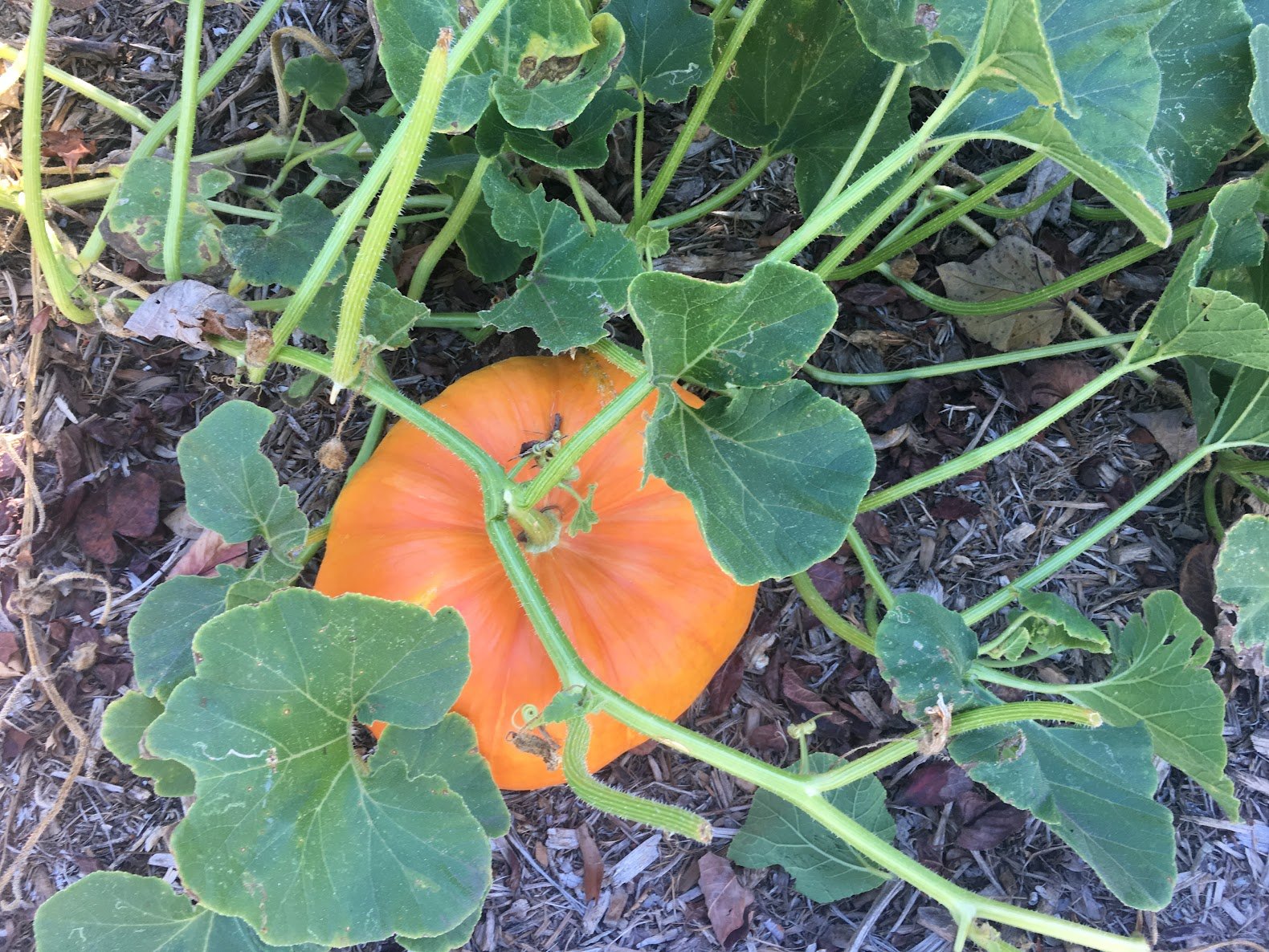 20191008_090122_IMG_5419.jpg