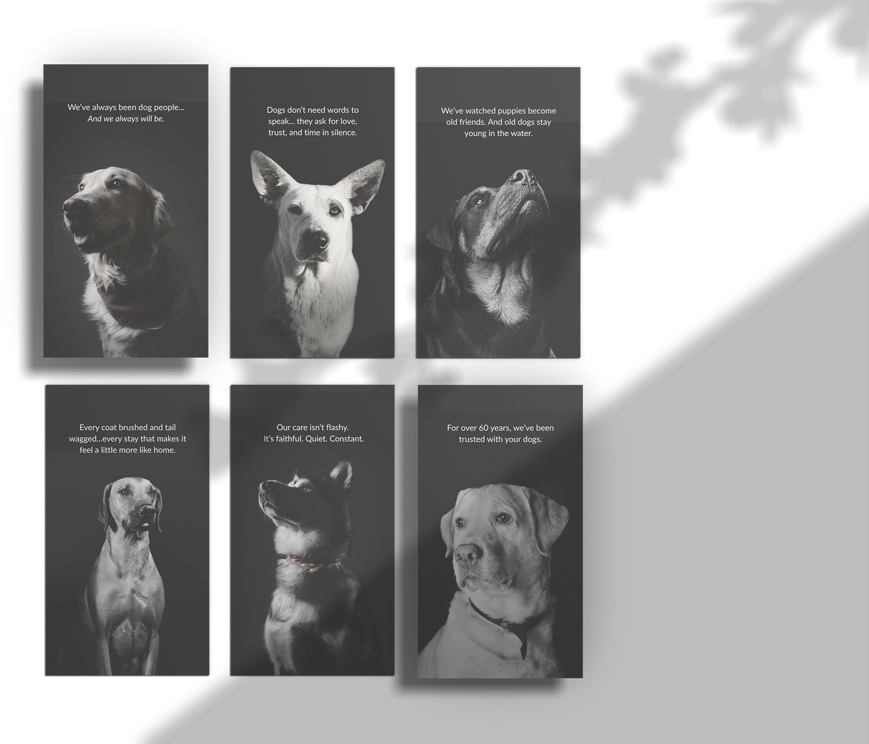 Series of six black‑and‑white dog portraits with short, heartfelt captions about loyalty, care, and trust, reflecting our client's timeless commitment to dogs and their owners.