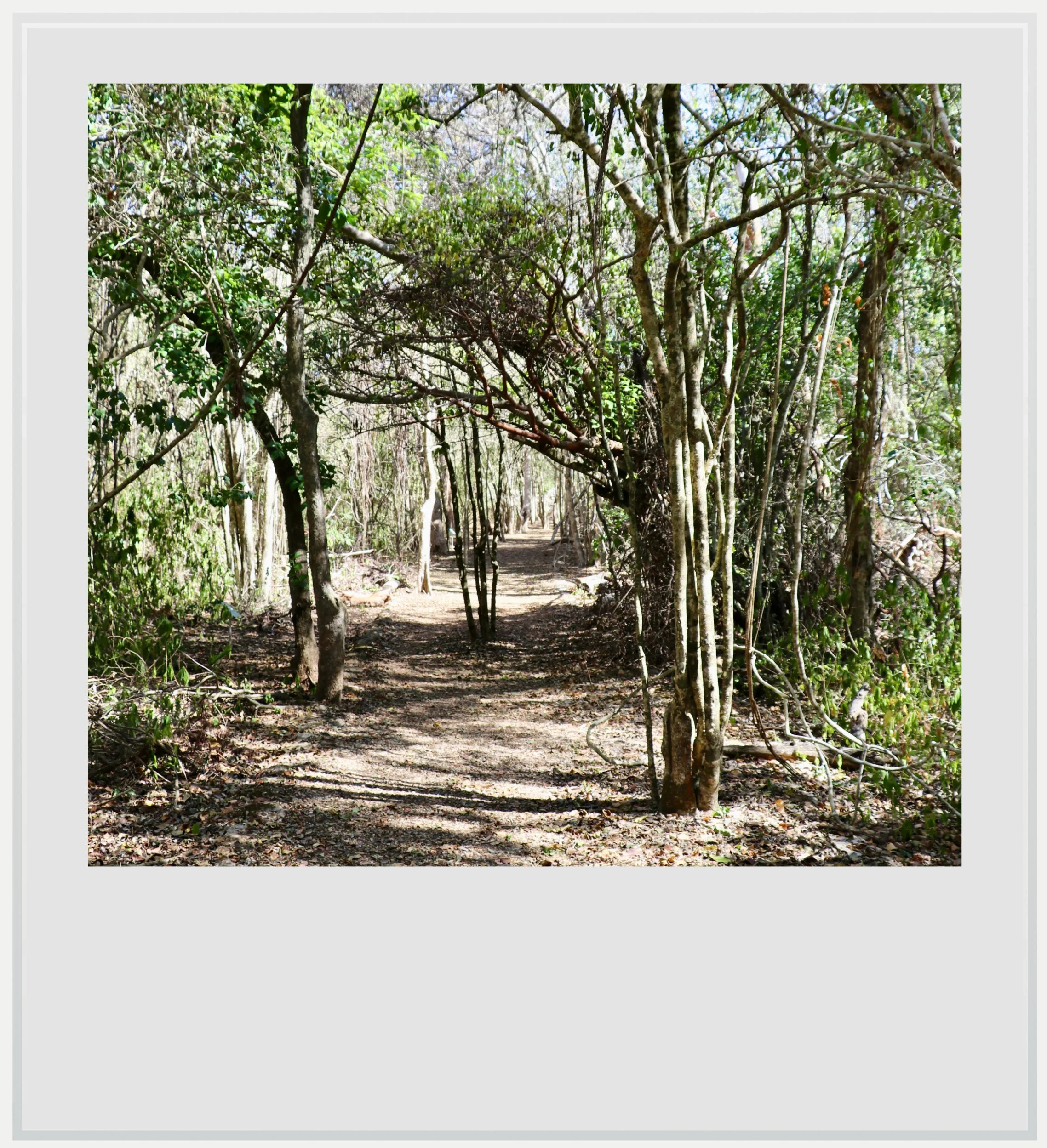 Forested path in Xlapak, Yucatan, Mexico.