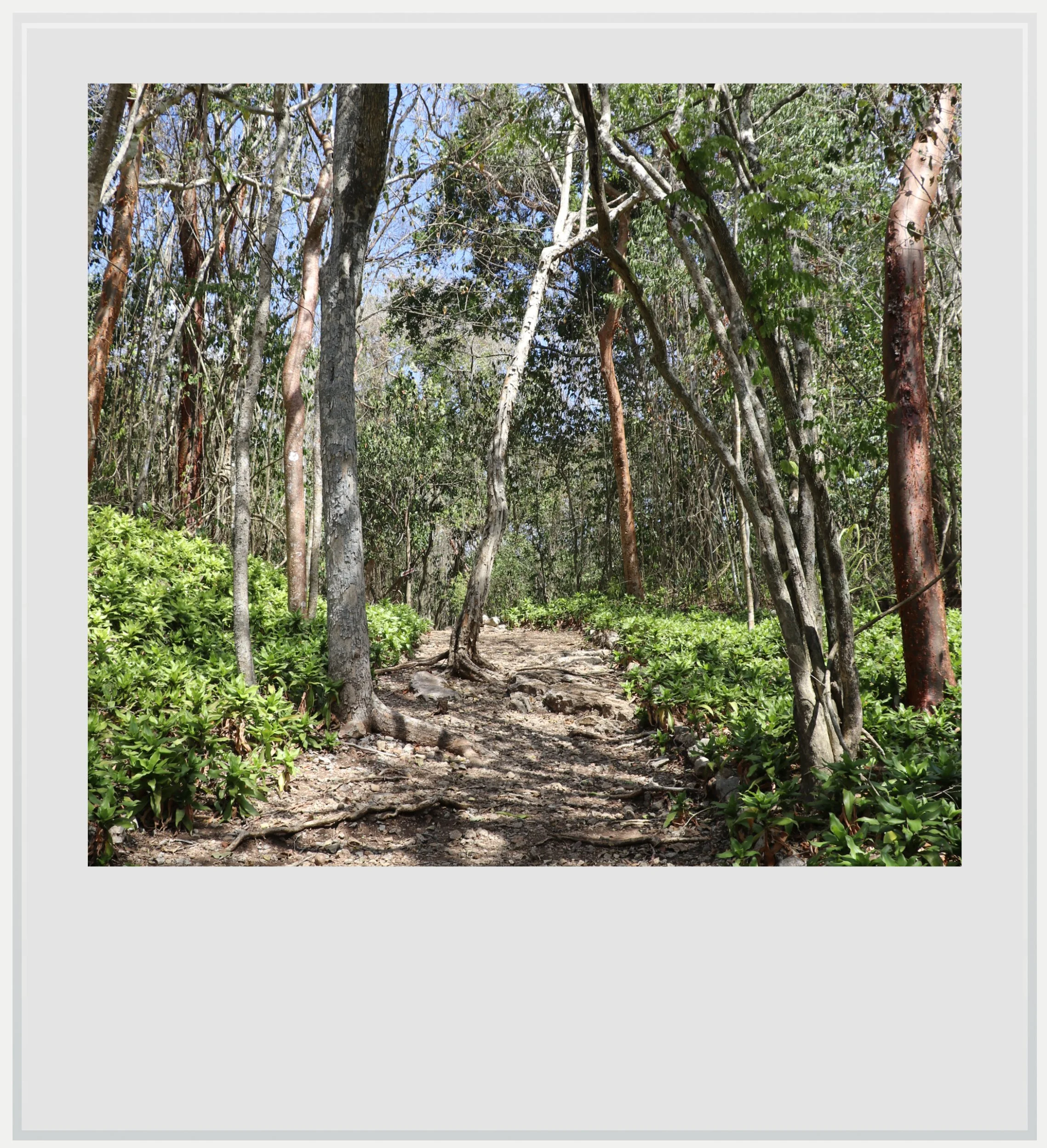 The trail leading up to the Maya site of El Tabasqueño in Campeche, Mexico.