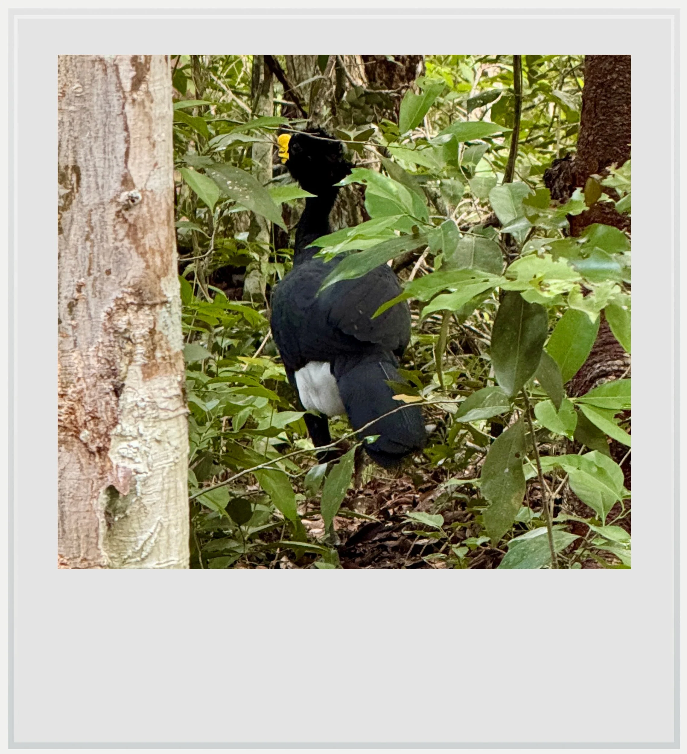 A male Great Curassow in the forest near Calakmul.
