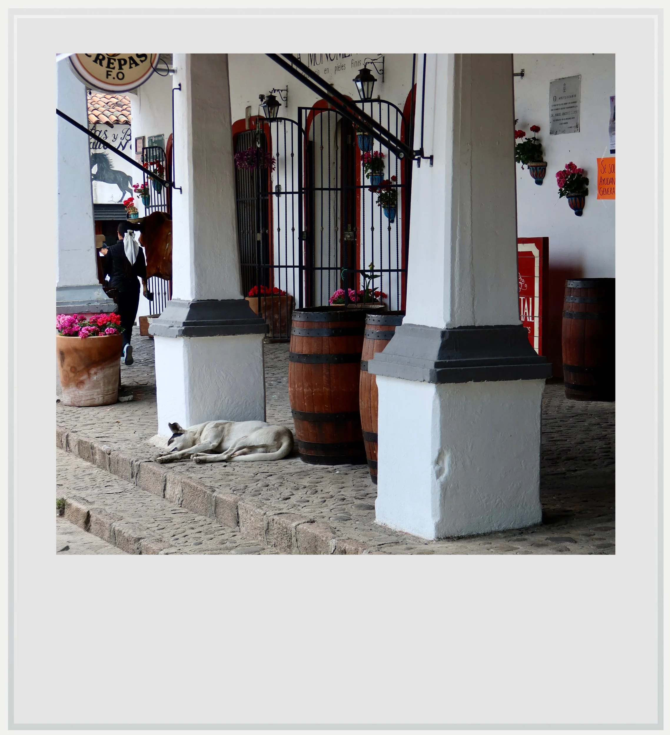 Sleeping dog on Plaza Hidalgo in Villa del Carbon, Mexico.