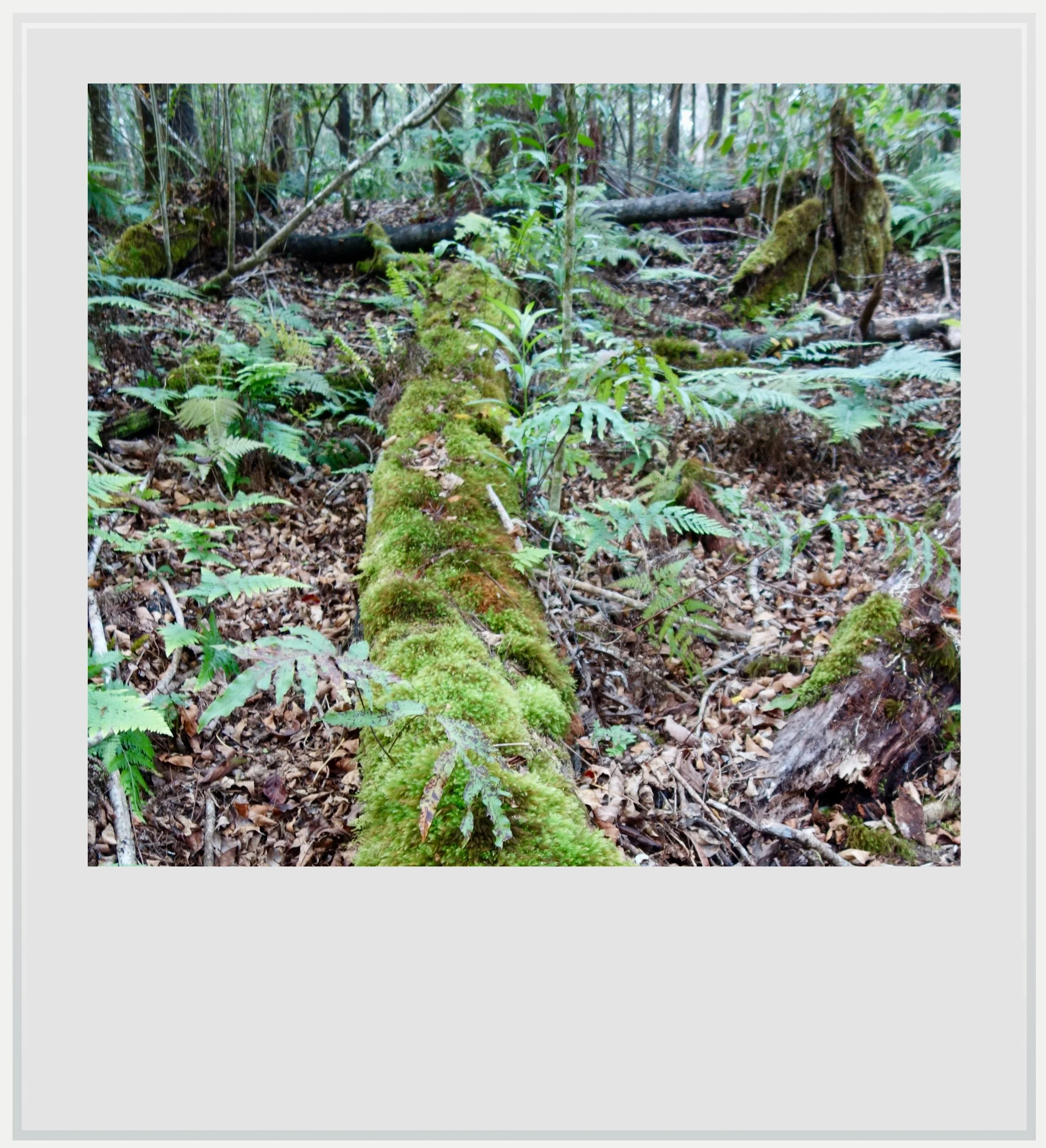 Moss and ferns in the Kalopa State Forest on Hawaii's Big Island.