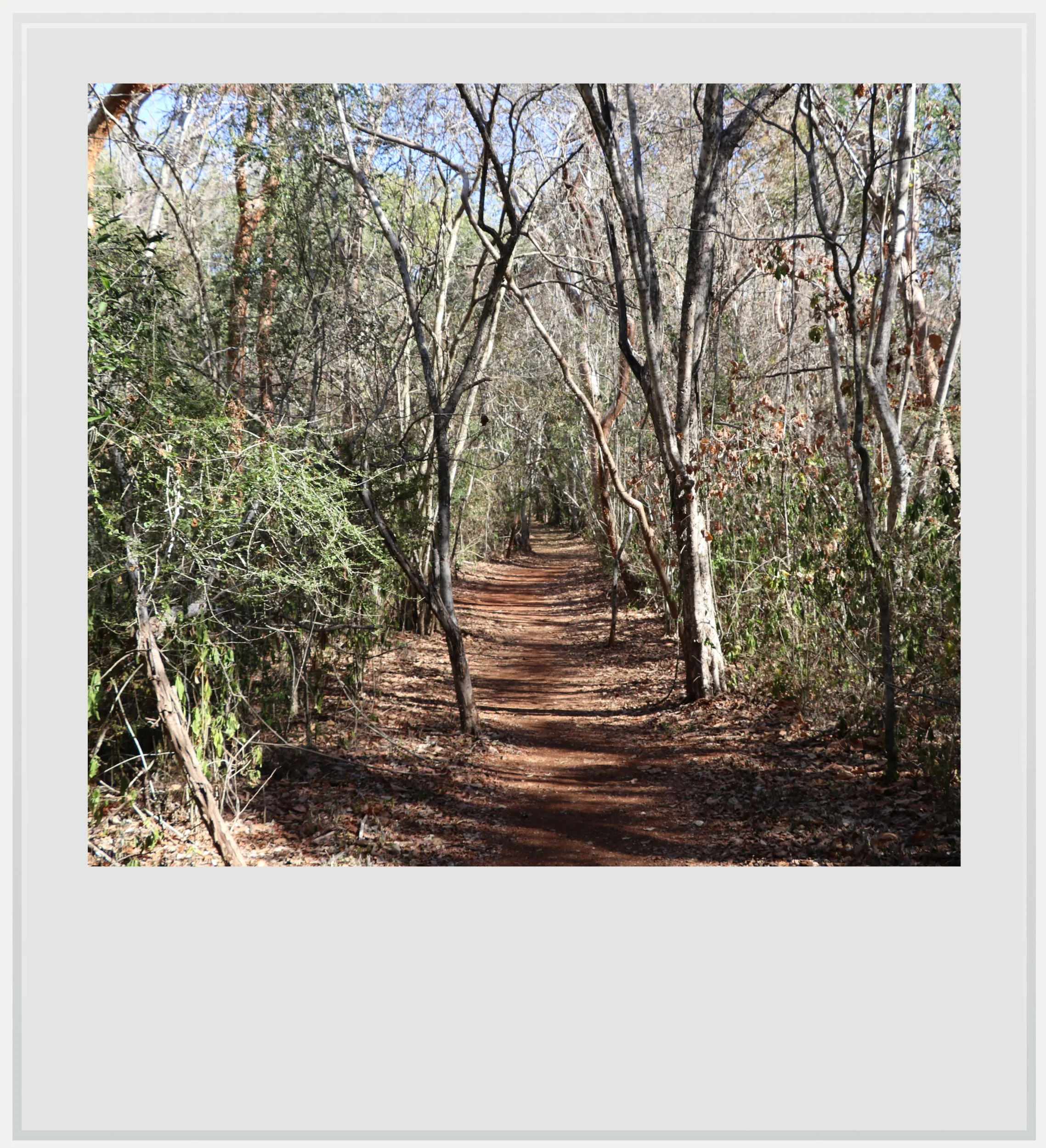 Sacbe in the forest at Sayil, Yucatan, Mexico,