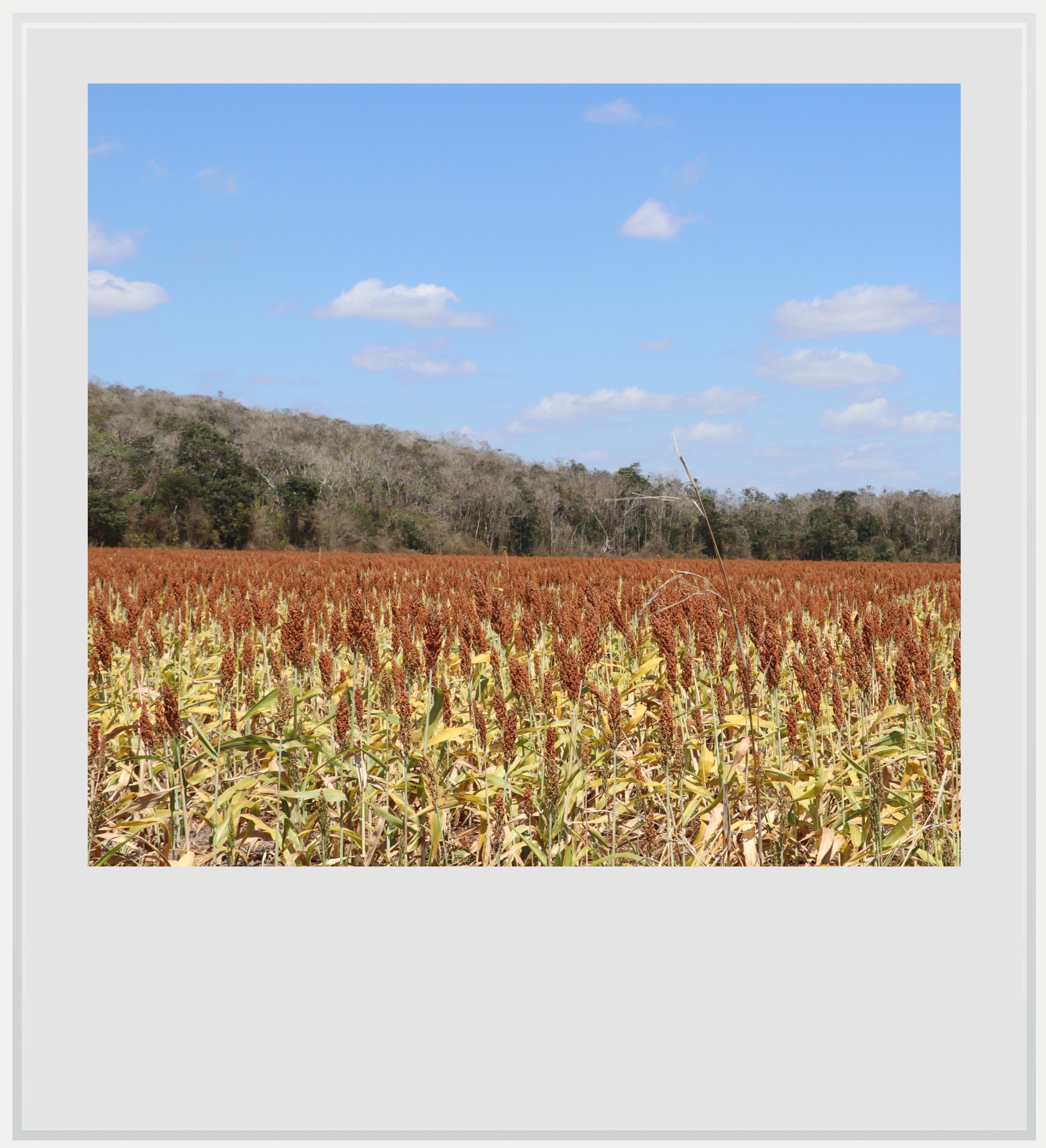 Landscape along the access road to El Tabasqueño in Campeche, Mexico.