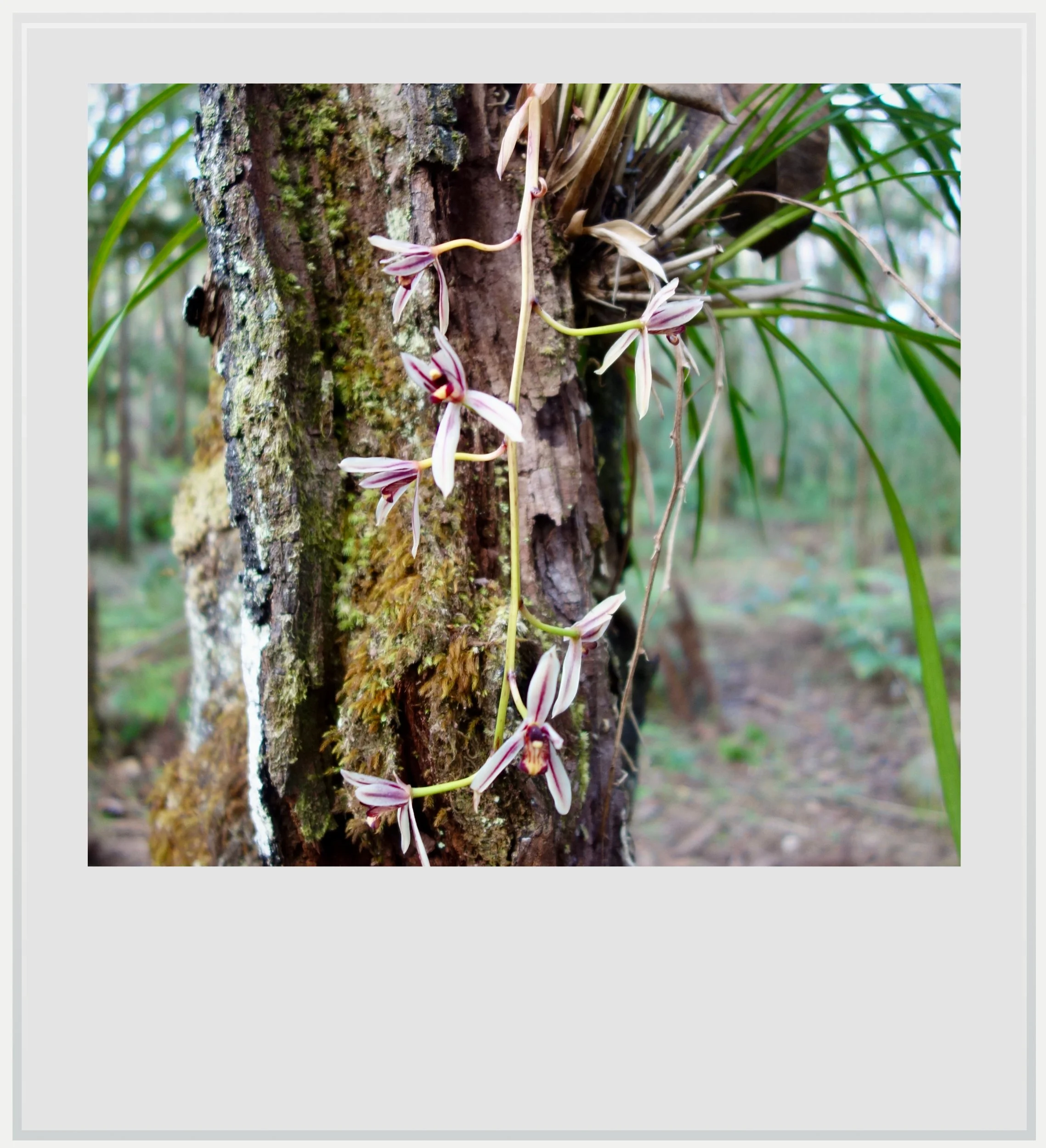 A wild Hawaiian orchid in the Kalopa State Forest, on Hawaii's Big Island.