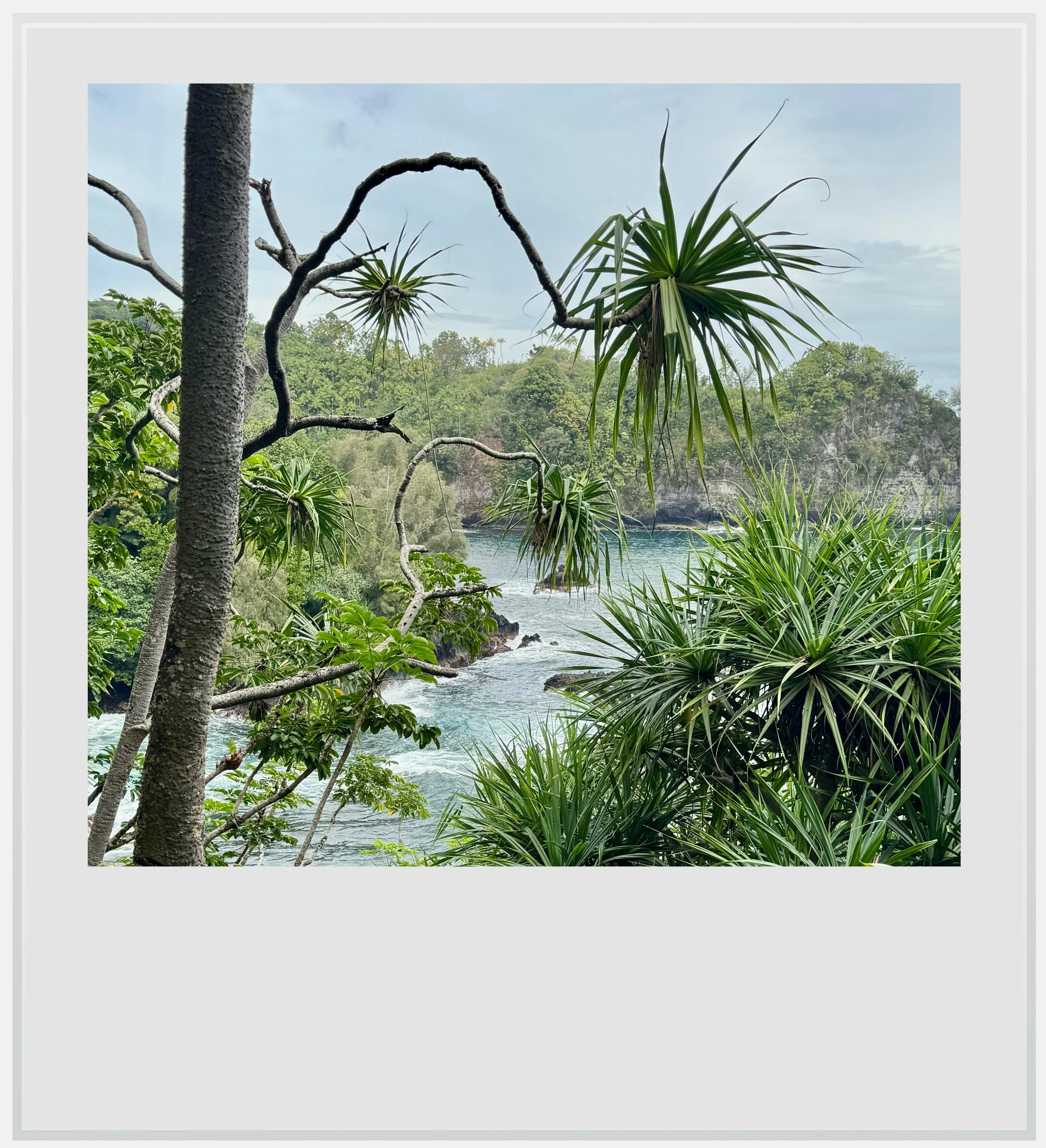 A view over Onomea Bay from the top of the Onomea Bay trail, on the Big Island of Hawaii.