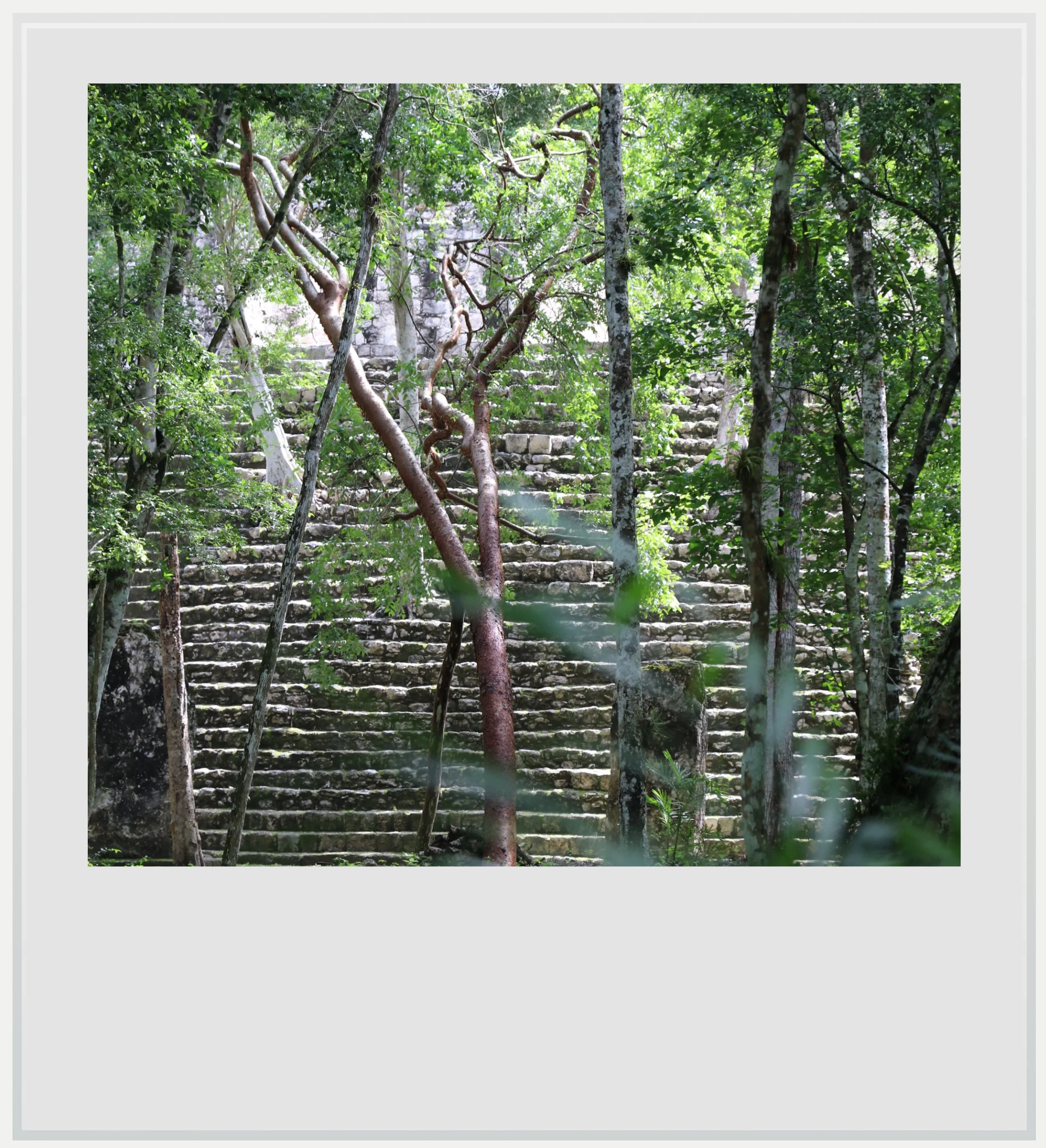 A pyramid in Calakmul among the trees.