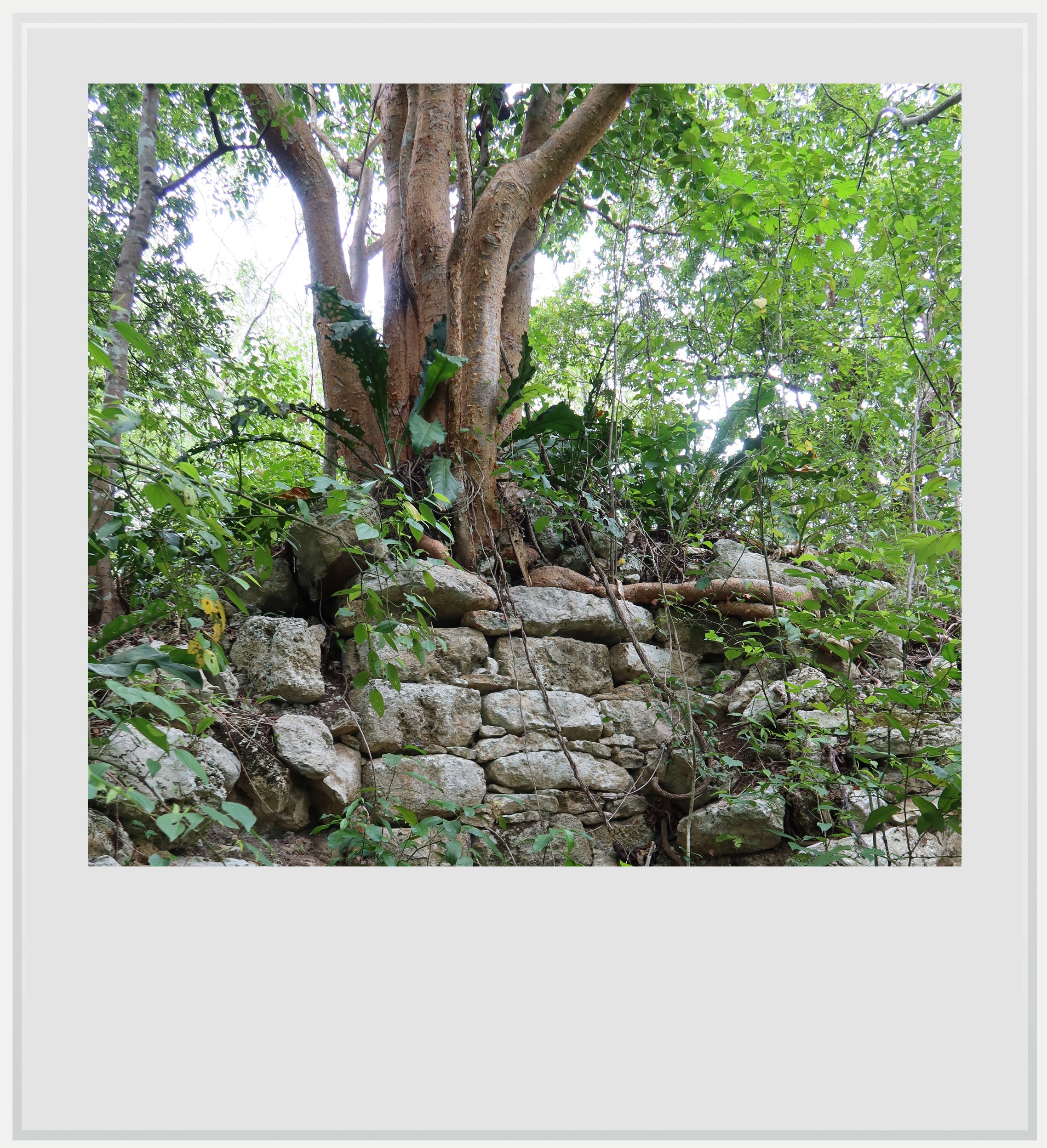 An old Maya structure taken over by vegetation.