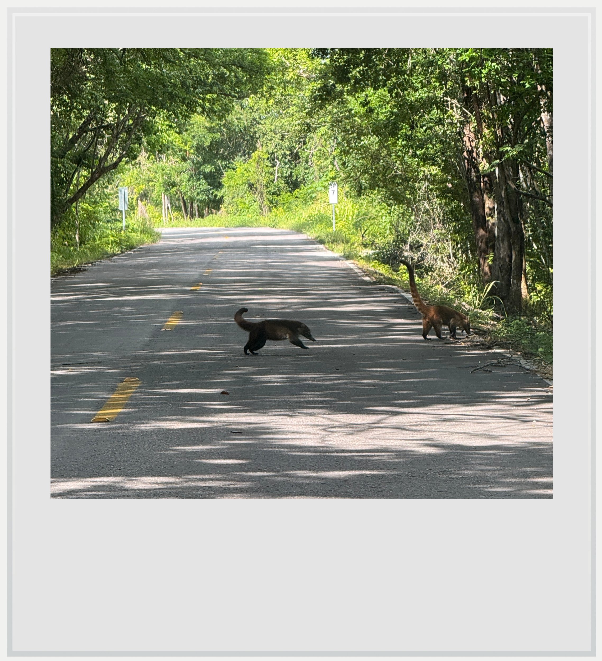Coatis crossing the road to Calakmul in Mexico.