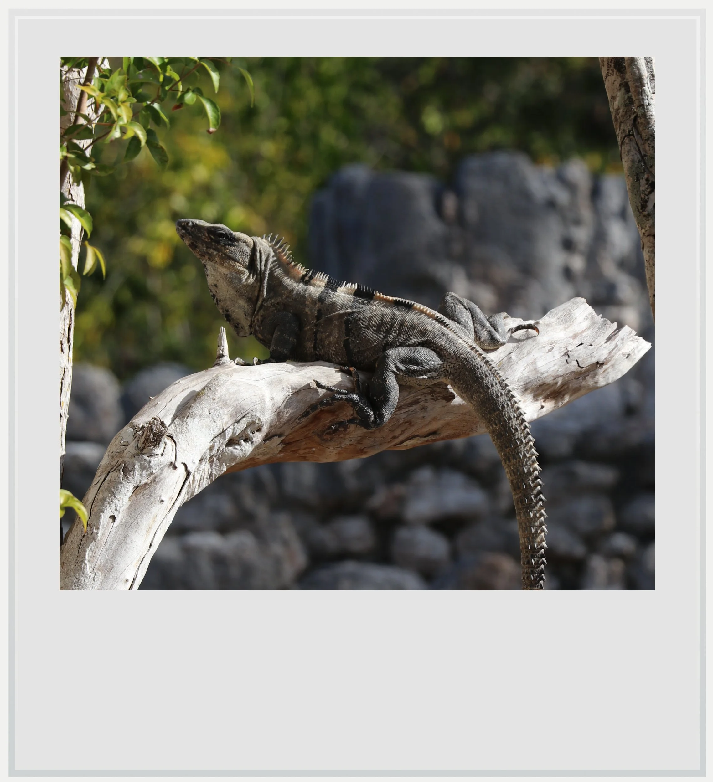 A cautious iguana in the Small Acropolis in Edzna, Campeche, Mexico.
