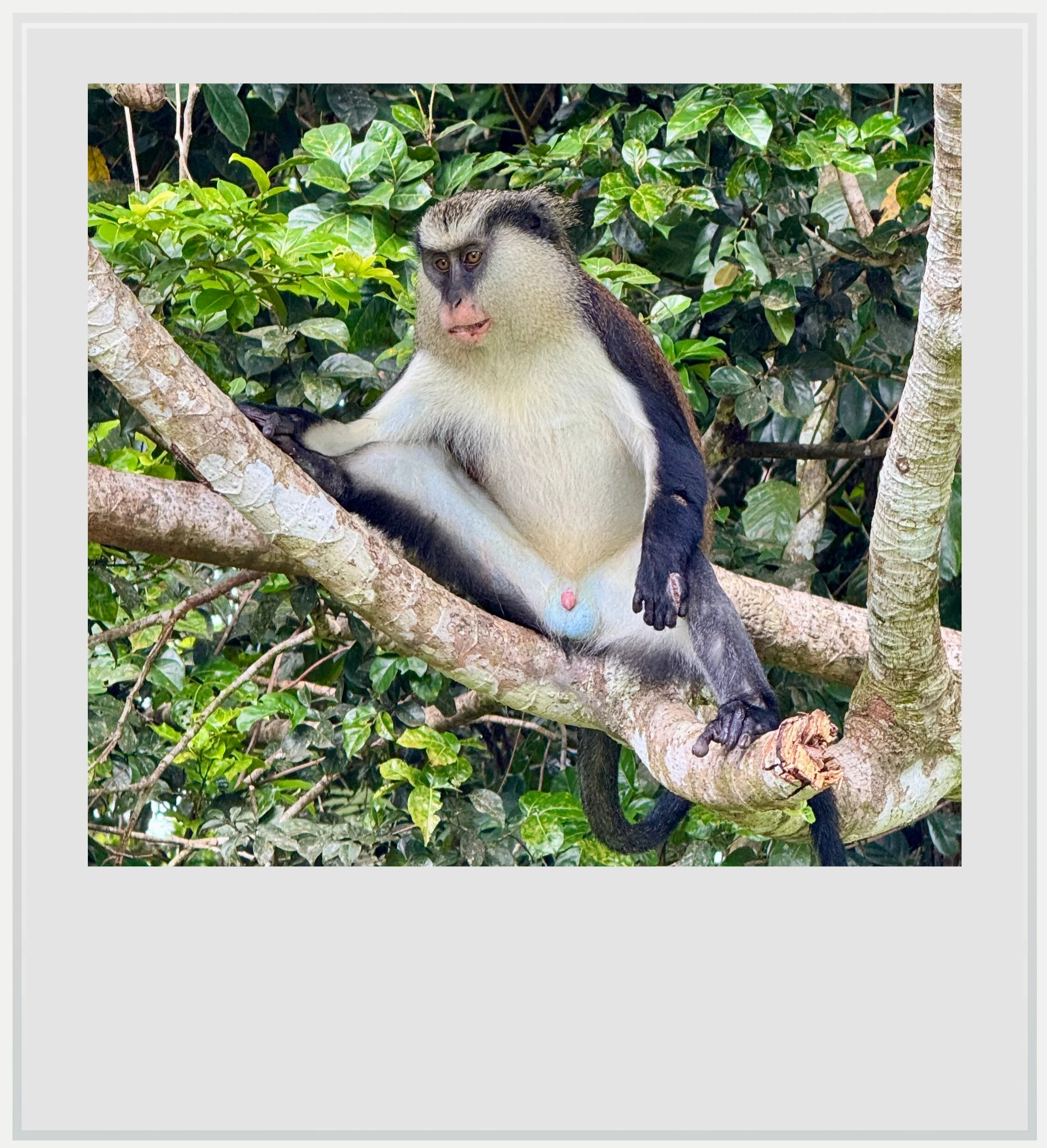 A Mona monkey in the Grand Etang national park, in Grenada.