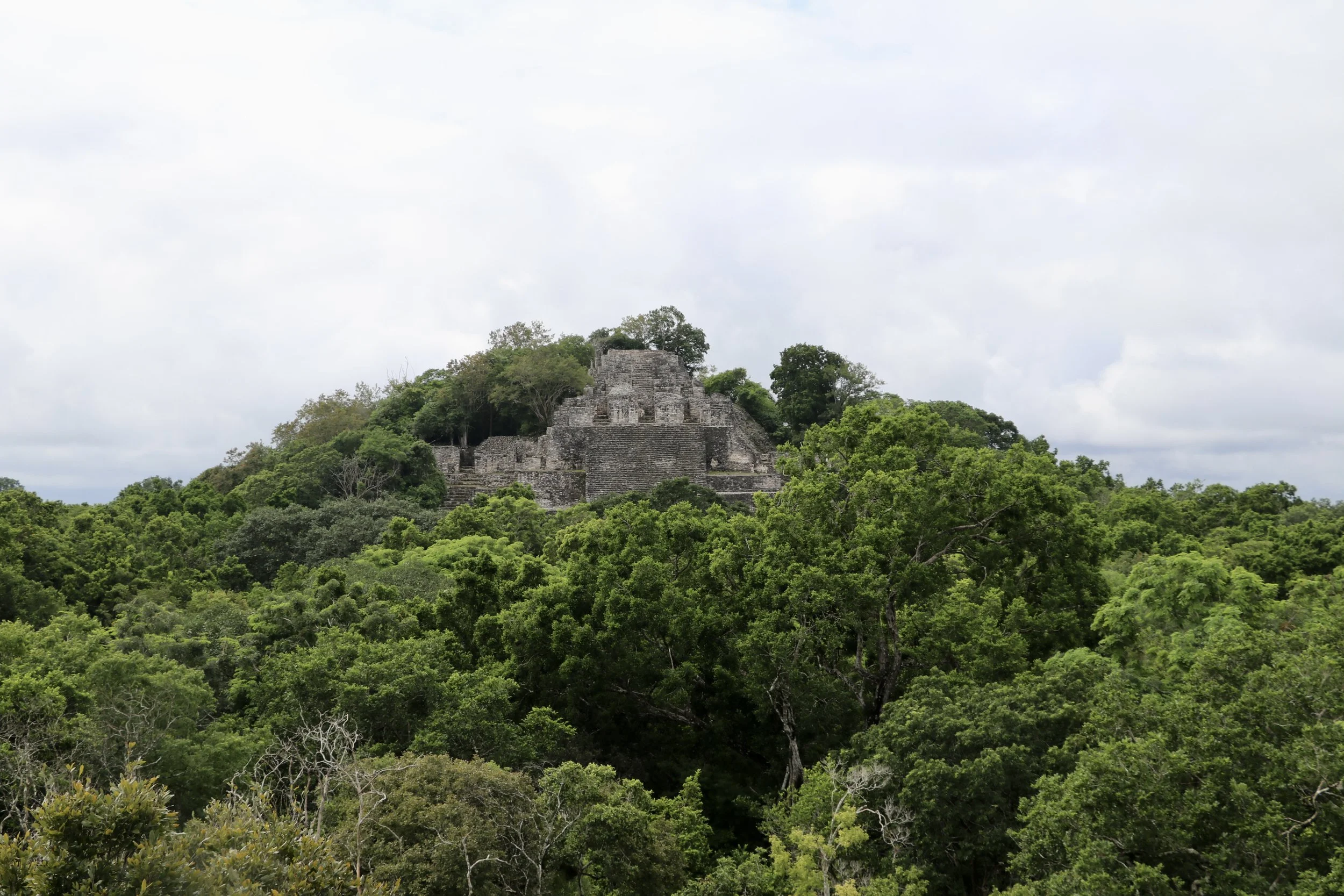 A pyramid peeking through the forest in Calakmul,Mexico.