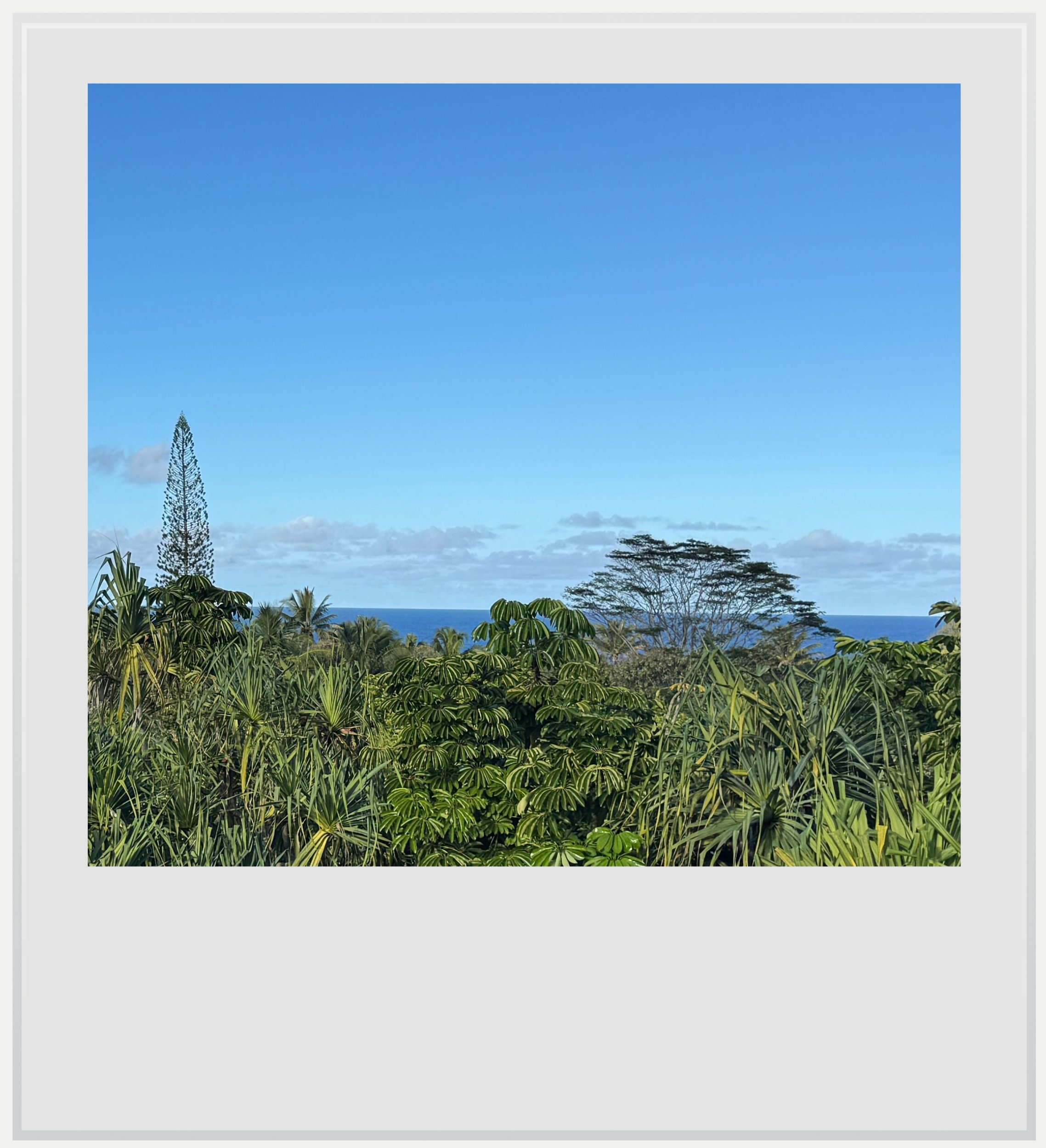 Lush vegetation with an ocean view in the Puna district of Hawaii's Big Island.