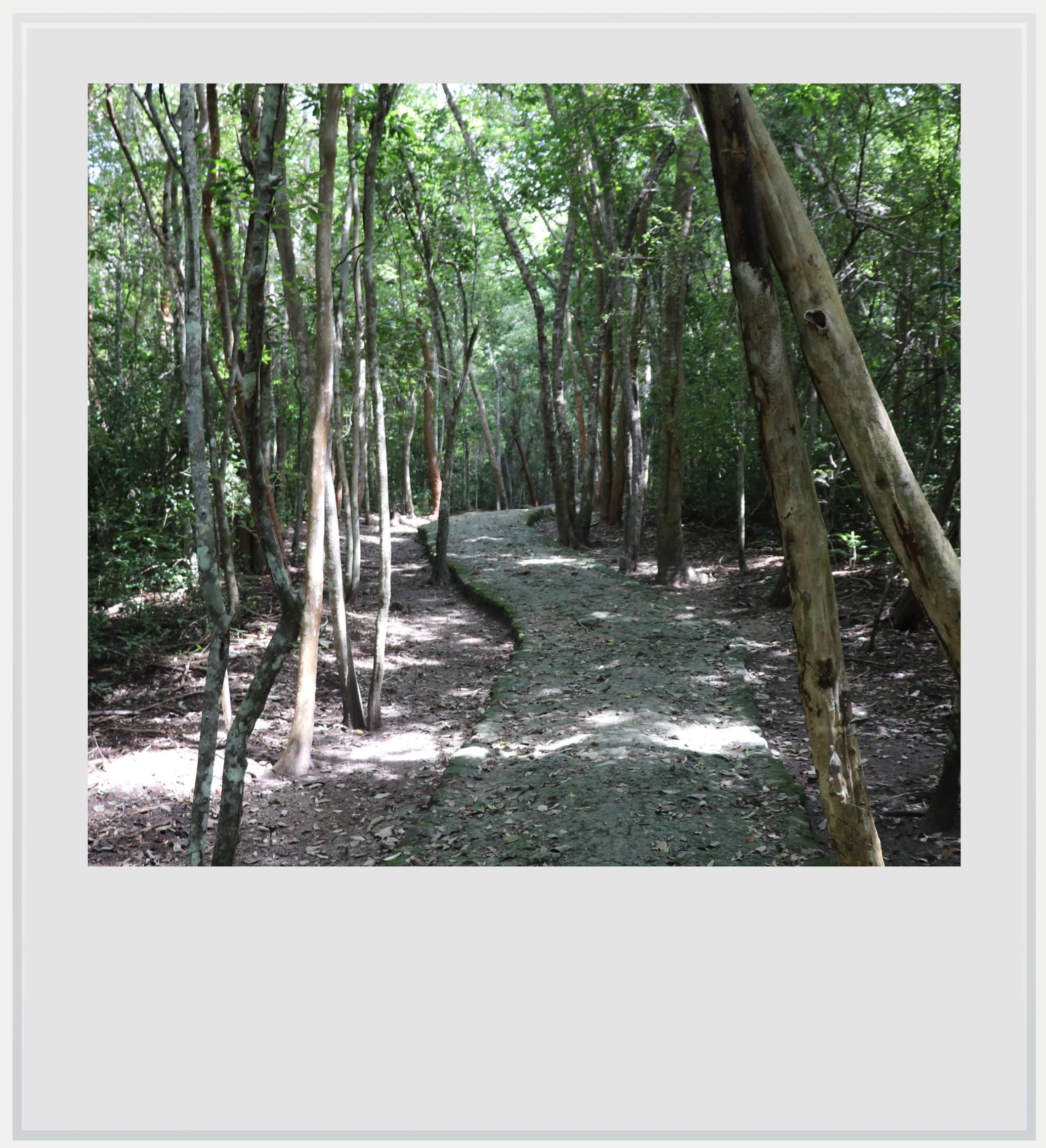 The forested path to the Maya ruins in Xpujil, Campeche, Mexico.