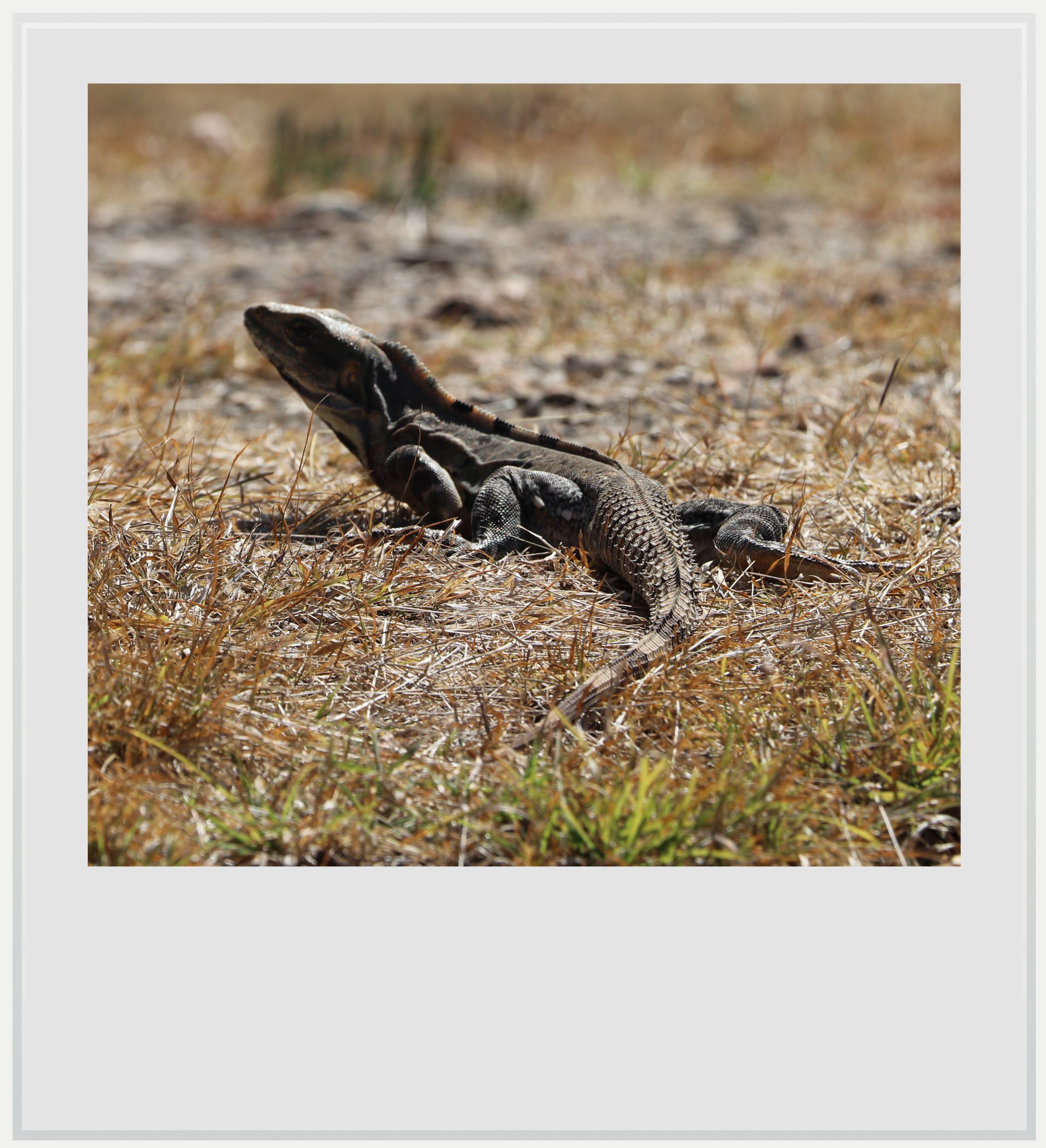 Iguana on the lawn at Labna, Yucatan, Mexico.
