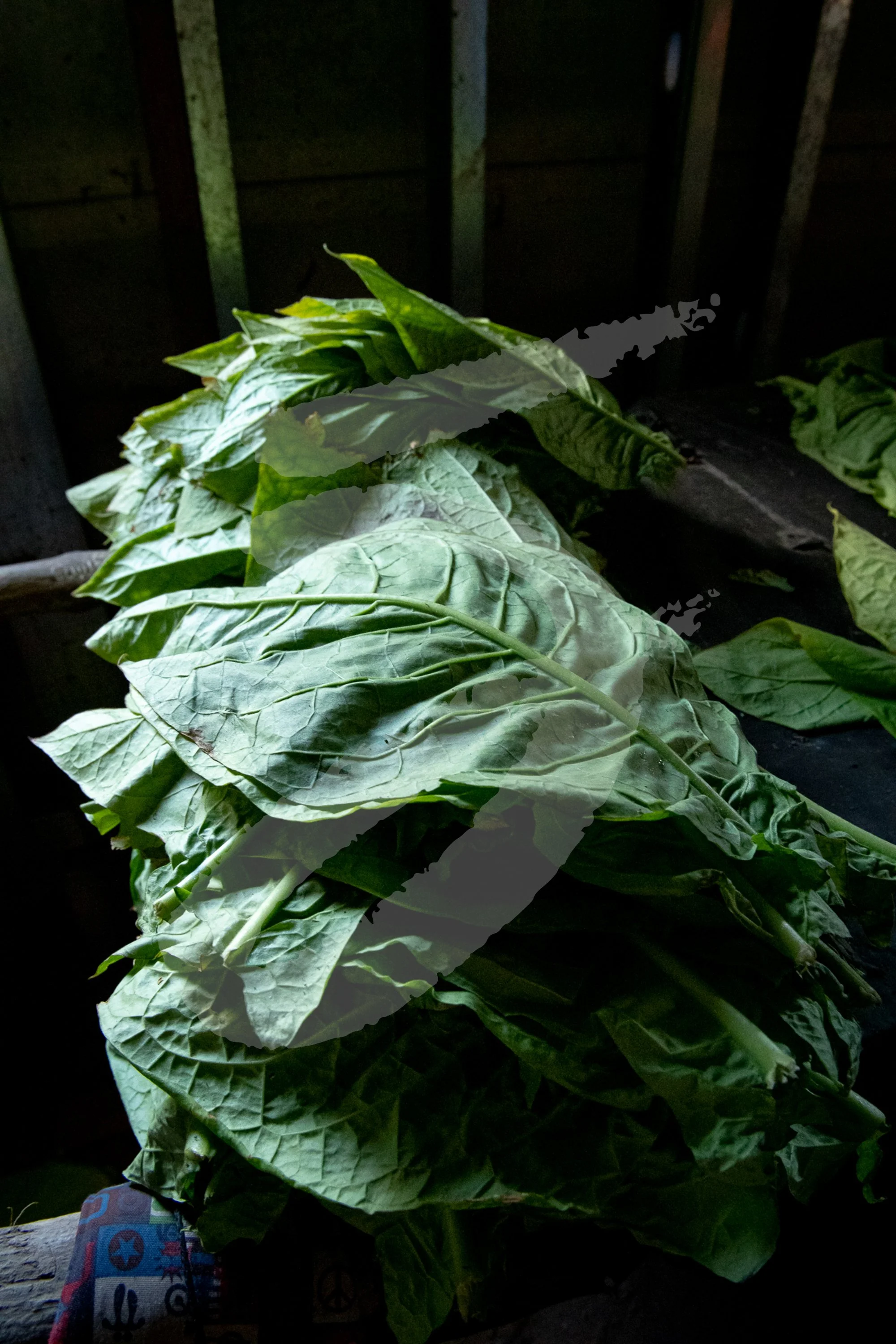 20230309_52chefs_Stock_NicaJC_WR-0063