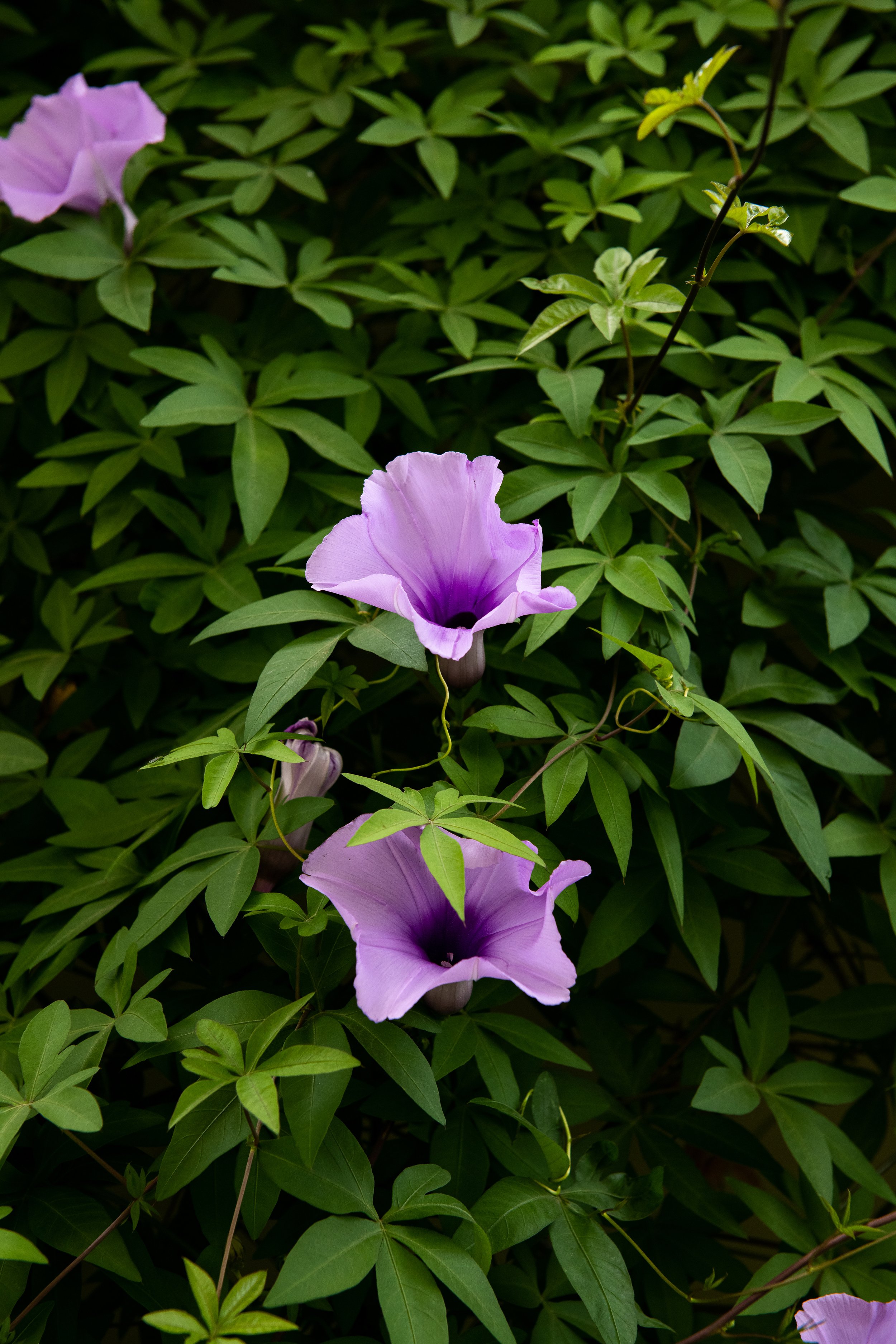 Stock Images: Flowers