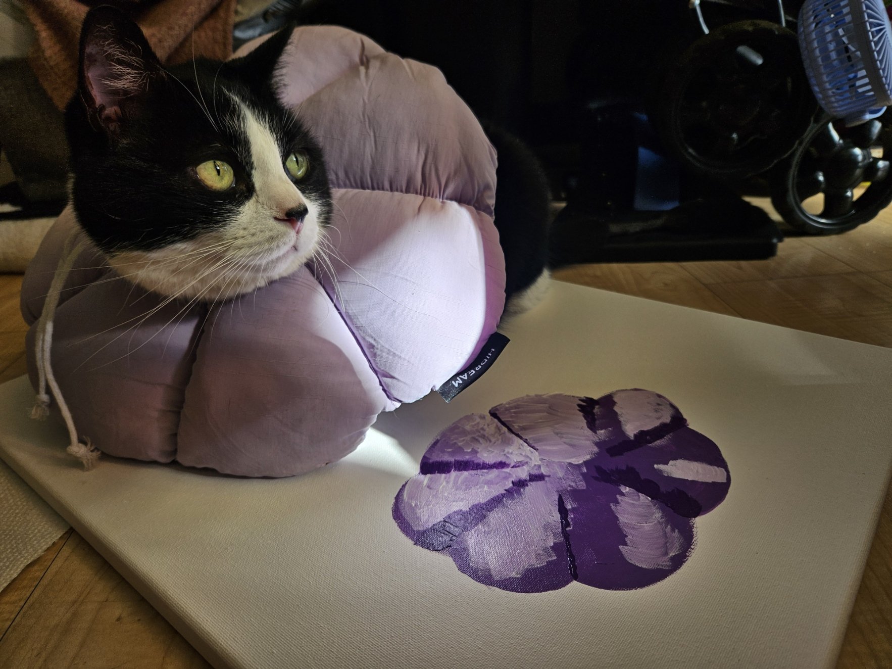 Meet the Kitty Royalty: Yin Yang