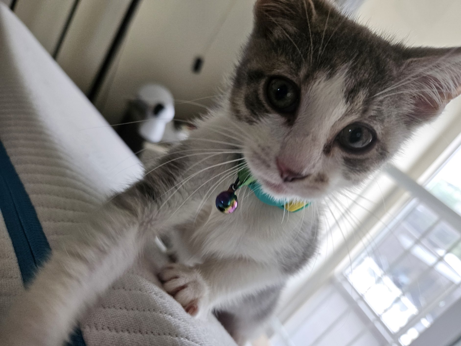 Meet the Kitty Royalty: Galelea “Gale” Galilei