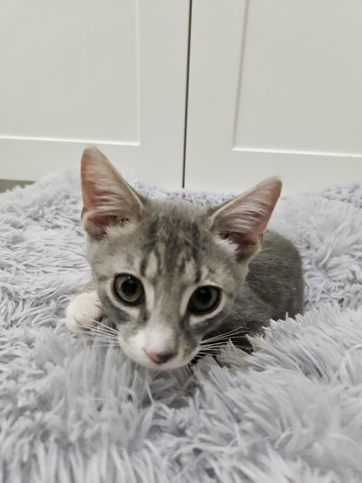 Meet the Kitty Royalty: Dewart “Dewey” Don’he