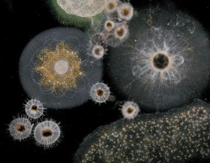 Midlife COSMIC CLOCK Full Payment