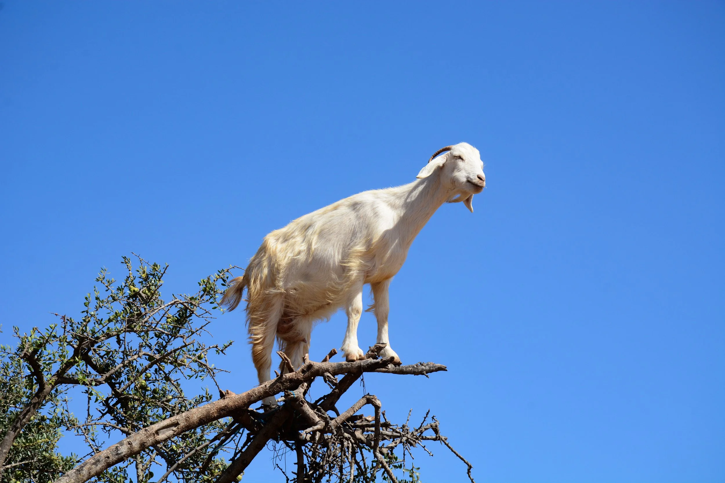 wgoatintree1.jpg