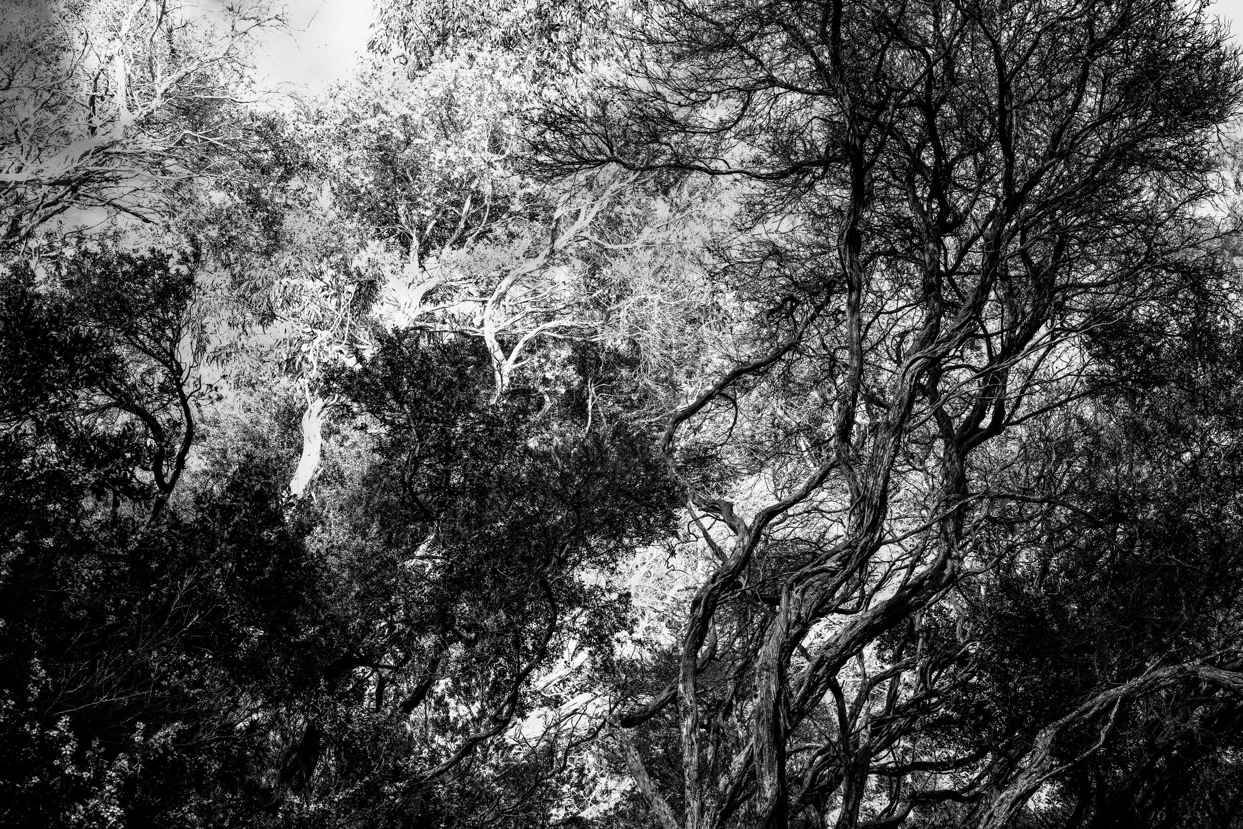 trees2.jpg