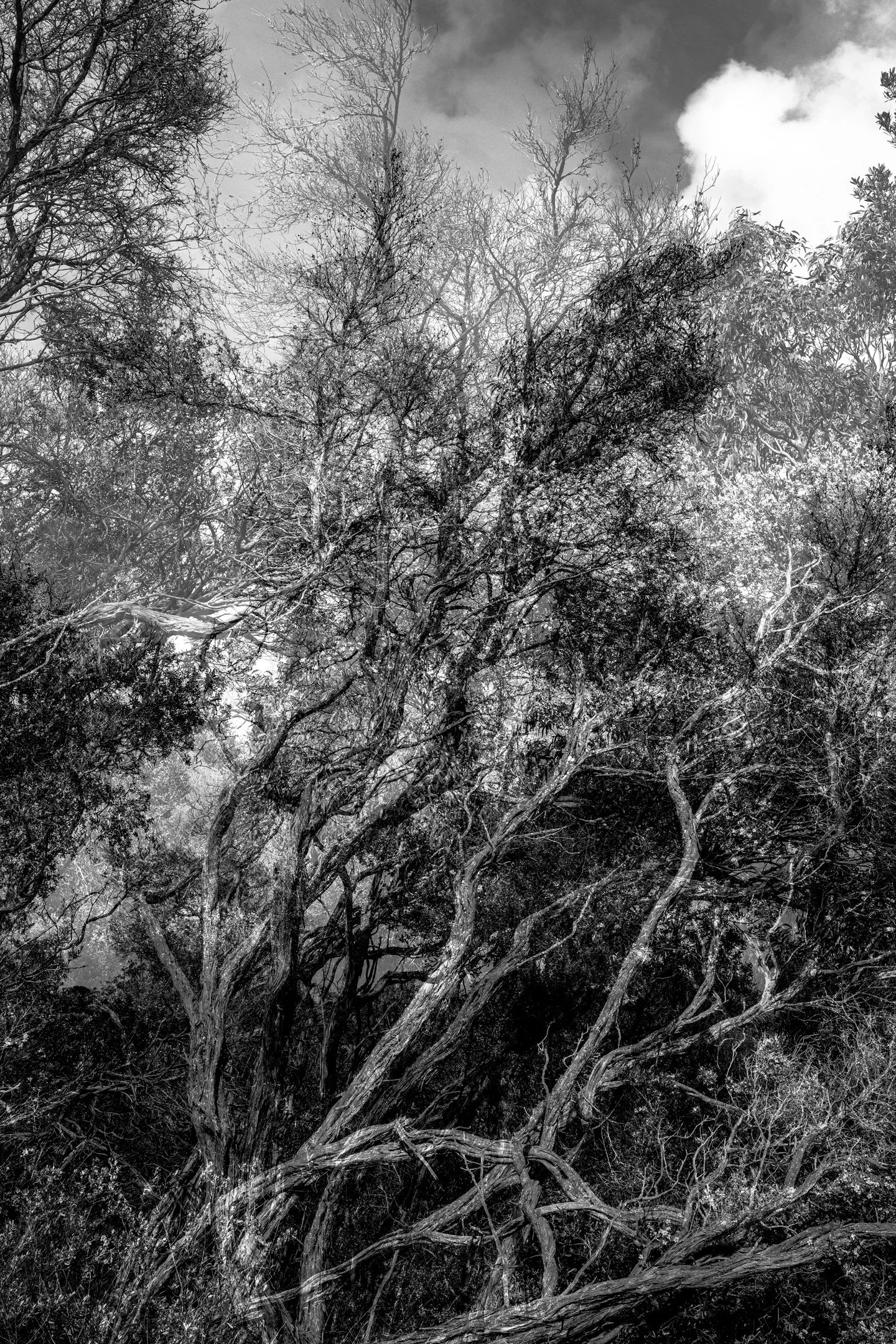 trees.jpg