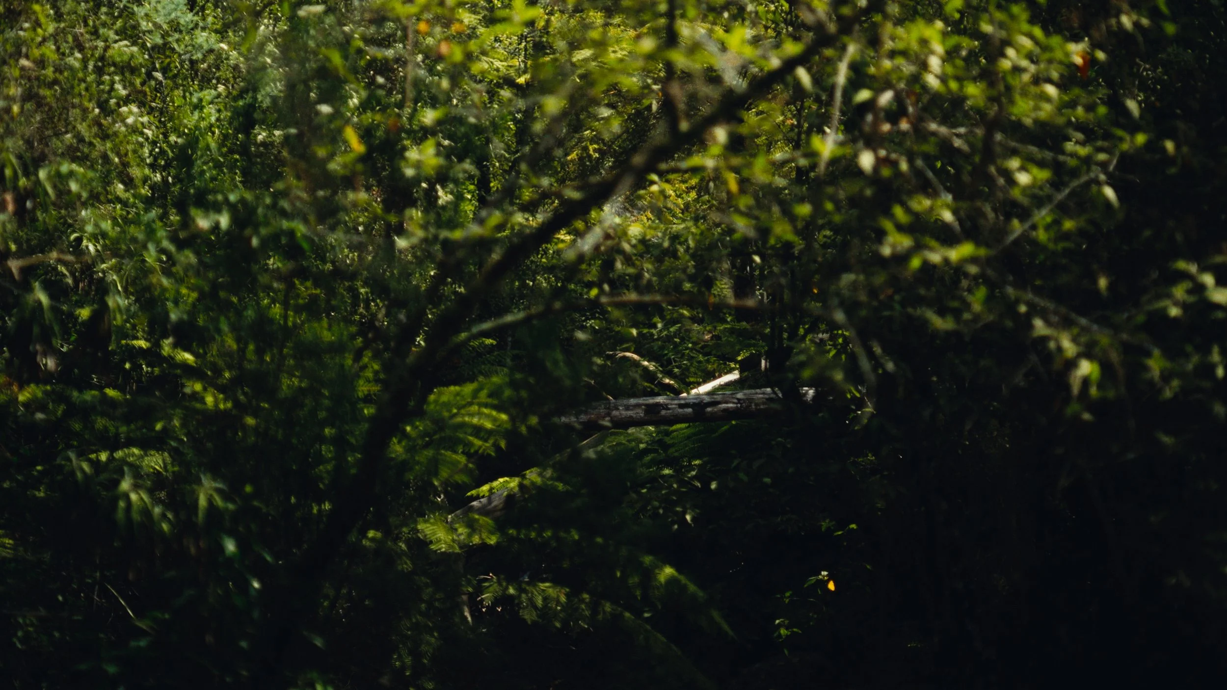 Still 2026-03-18 133241_1.72.1.jpg