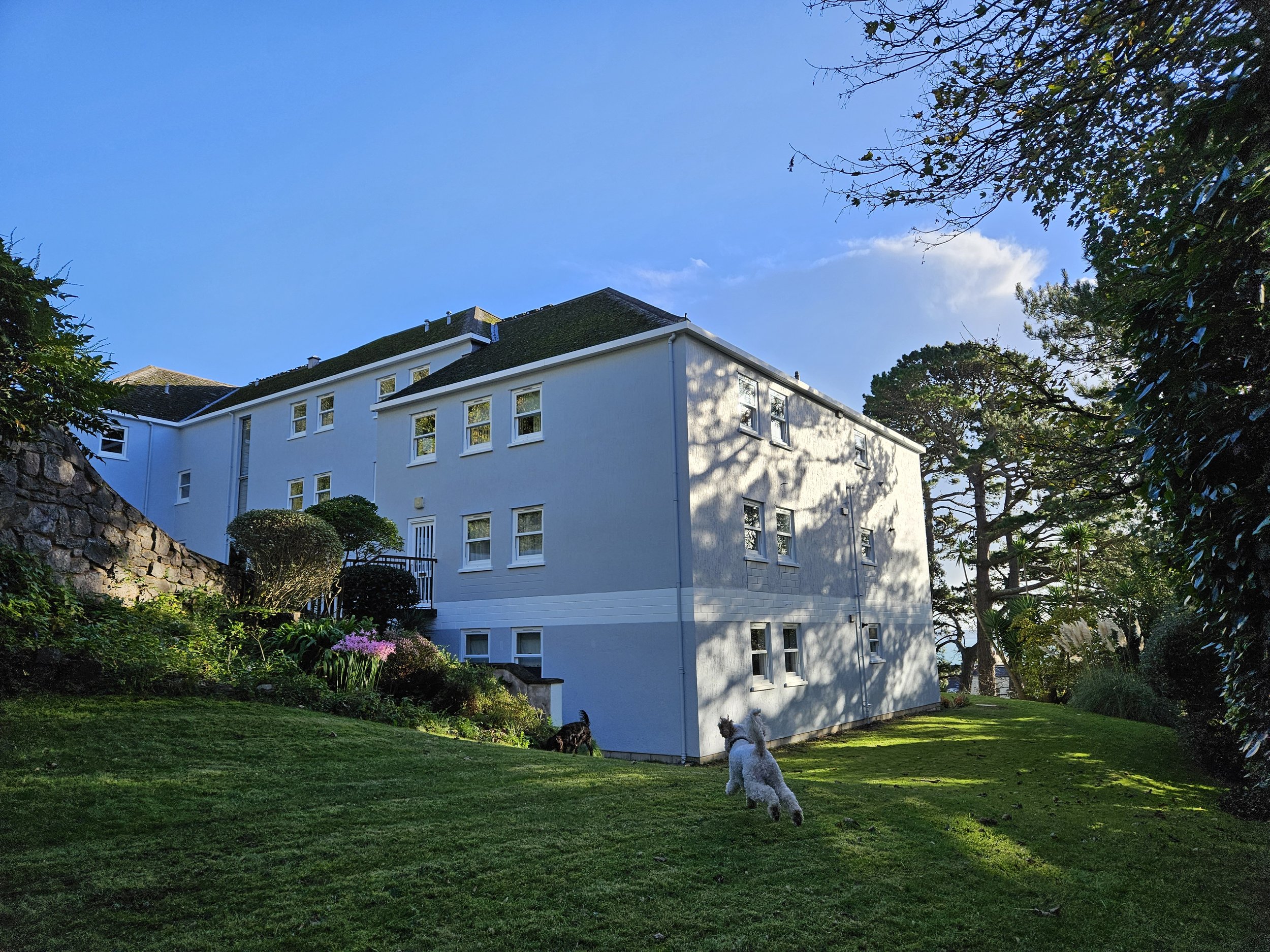 A large white residential building with multiple windows and a dark roof, surrounded by lush green trees and a grassy yard. Two dogs are playing on the lawn, enjoying a sunny day with a clear blue sky.