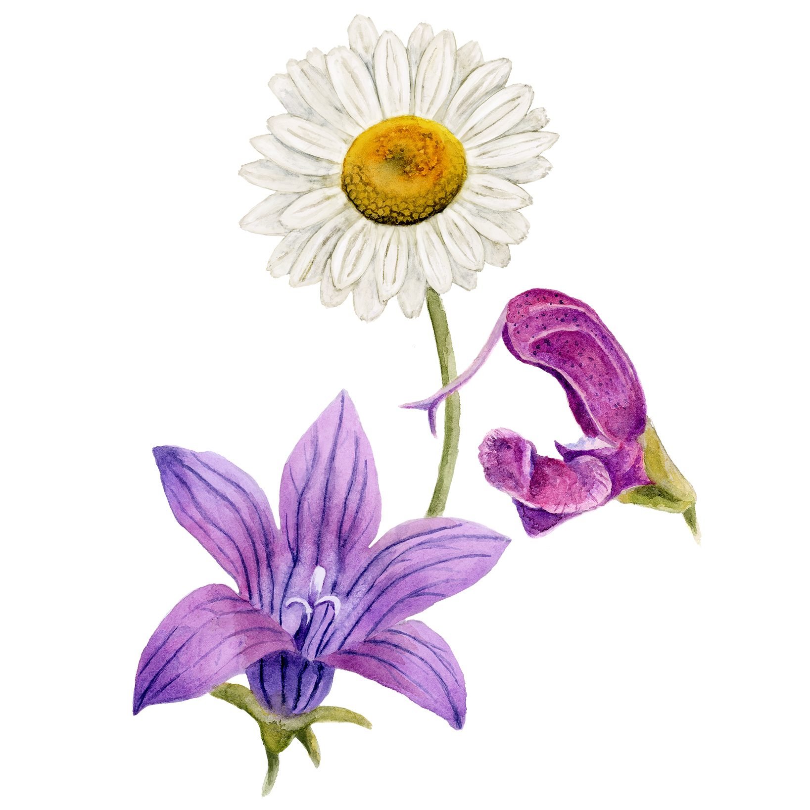 Campanula patula (spreading bellflower), Leucanthemum vulgare (ox-eye daisy) and Salvia Pratensis (meadow clary).

These flowers are plants native to Germany, and were made in watercolor for signage for the GolfBiodiversity project. This signage educ