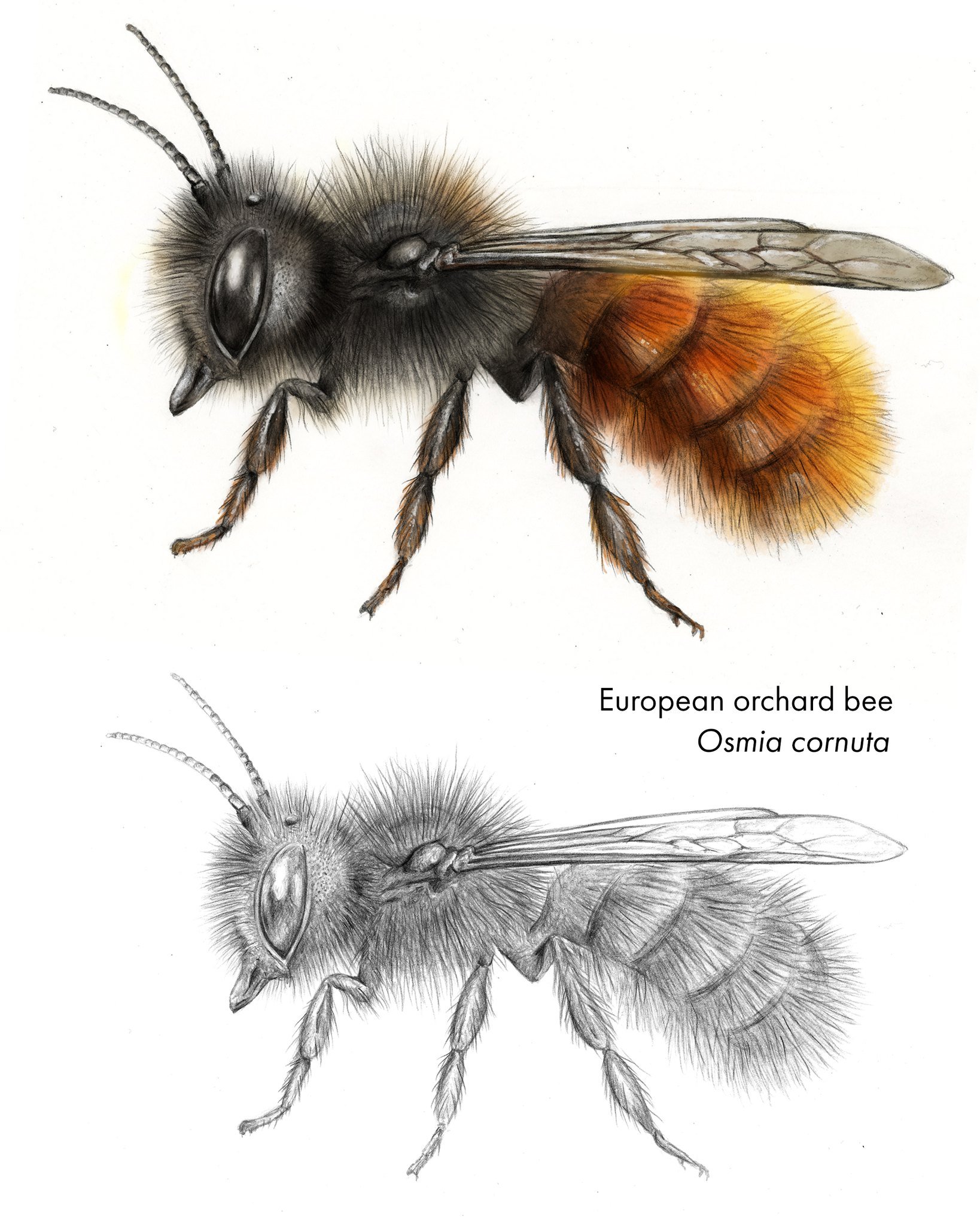 World Bee Day! 🐝

In honor of the 20,000+ wild bee species that quietly keep our ecosystems thriving.

Here I share my illustration of a European orchard bee. The initial graphite drawing and the final colored version.

Let&rsquo;s take a moment tod