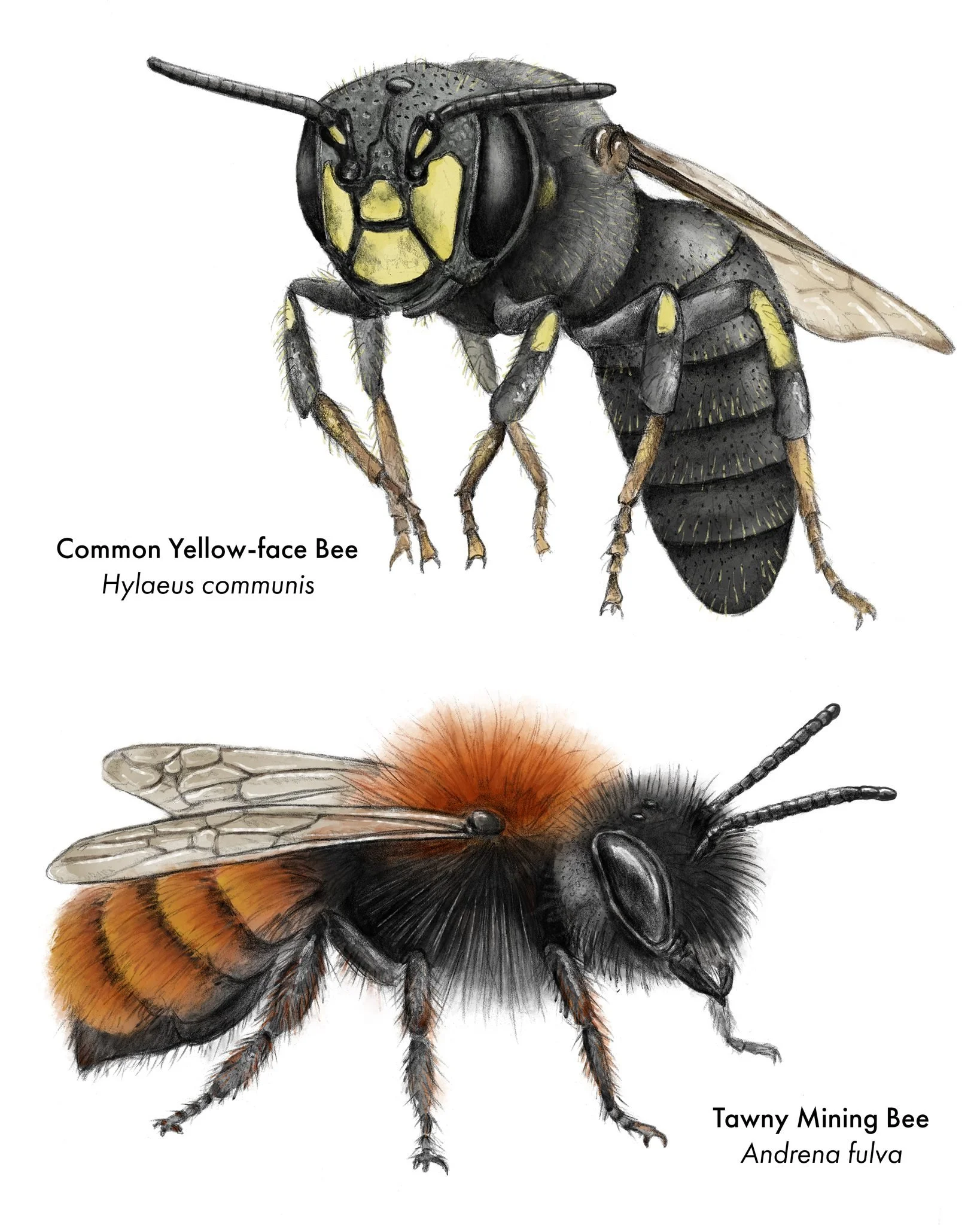 Lately I have been deep into bees, and now illustrating them as part of a board game I am developing that focuses on wild bees. The project is a collaboration with the Urban Productive Ecosystems research group at TUM, and it's supported by @creature
