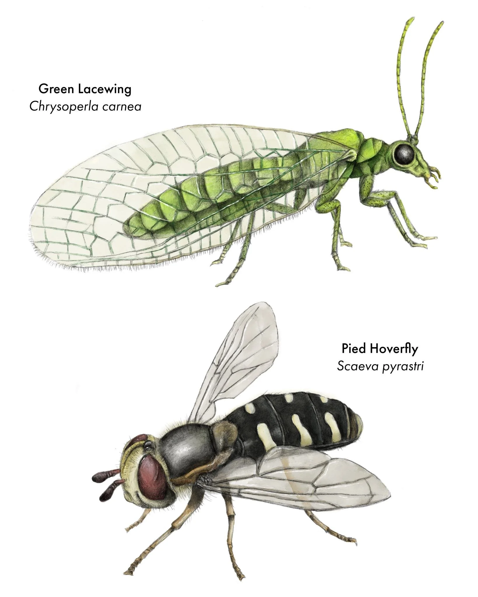 Two of my most recent illustrations, this time not of bees,  but of two equally fascinating and garden-friendly insects: the Green Lacewing and the Pied Hoverfly.

The Green Lacewing (Chrysoperla carnea), produces larvae known as &quot;aphid lions&qu