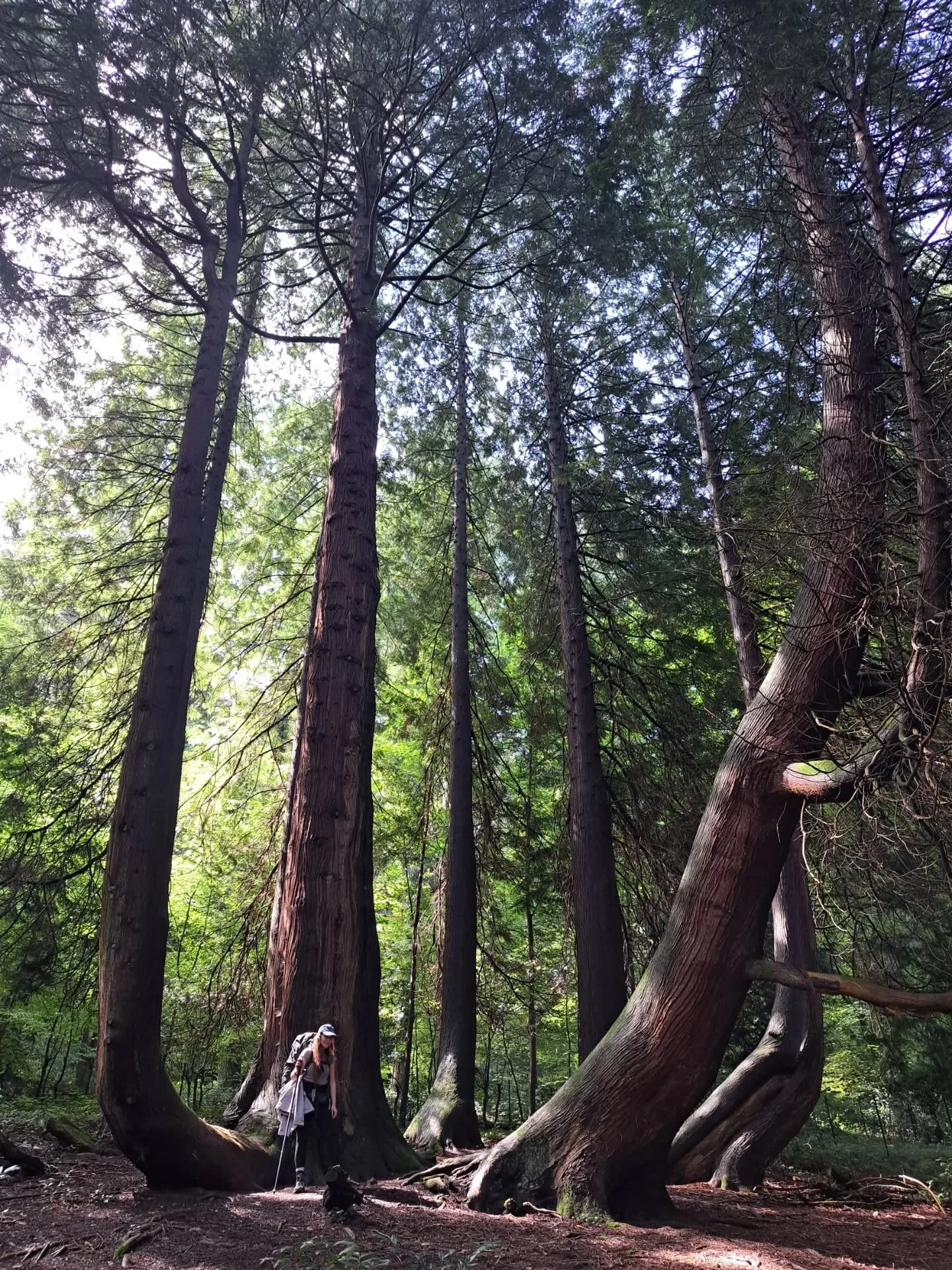 Walking among big sequoias and endless beautiful forests... we also saw the world&rsquo;s largest cuckoo clocks, a moai with a traditional hut, a dreamy treehouse in the canopy where I would love to live!, wooden sculptures hidden along the paths, la