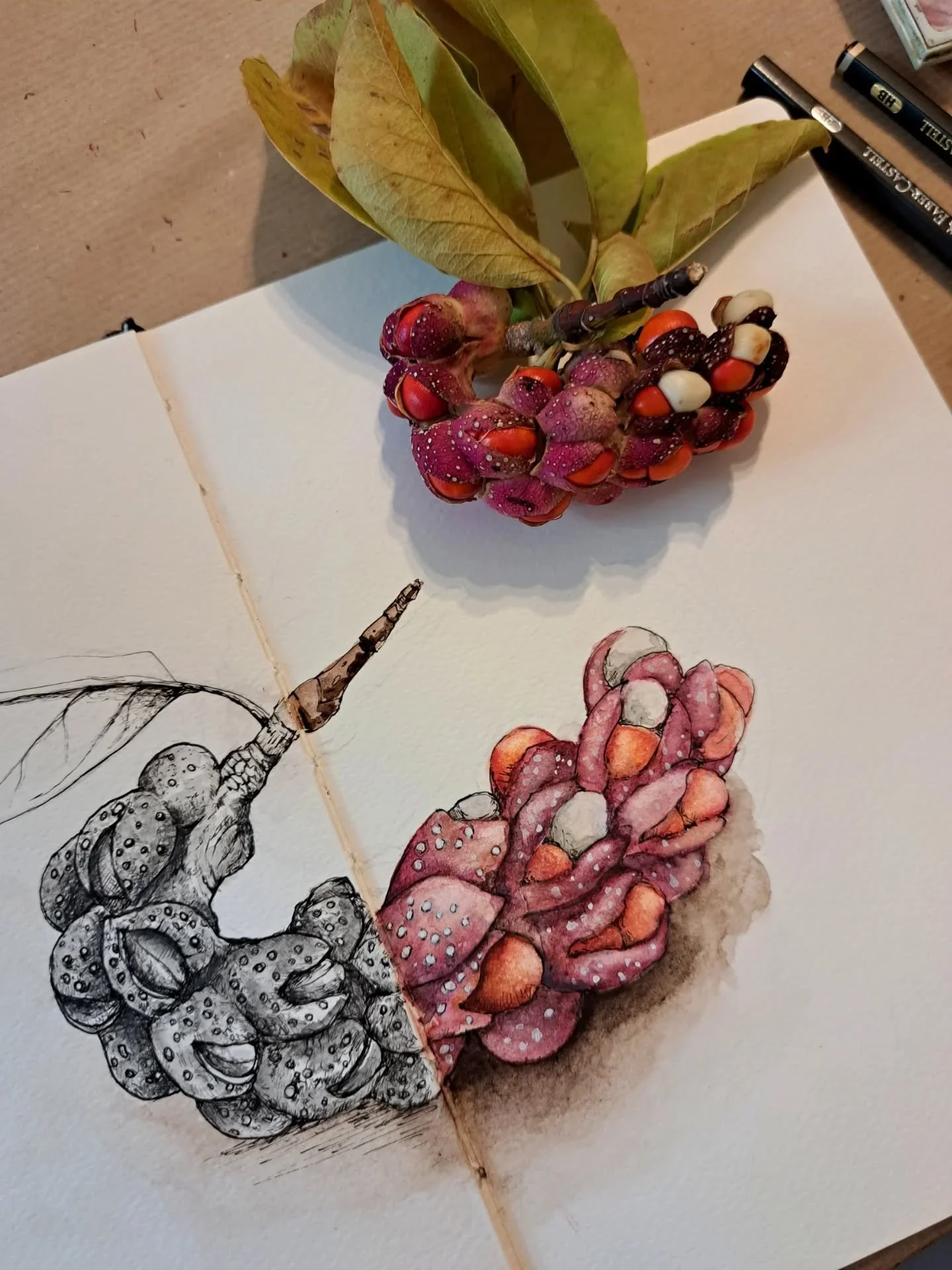 Weekend drawings.
The seeds of a magnolia tree and a celestial globe 🌱🌍