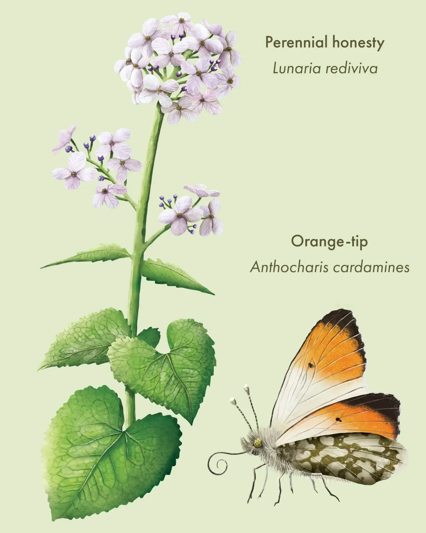 I made this pair a while ago for a sign at the @muz.oebz. Perennial Honesty blooms in spring and often attracts the Orange Tip butterfly, one of the first to appear each year 🌸