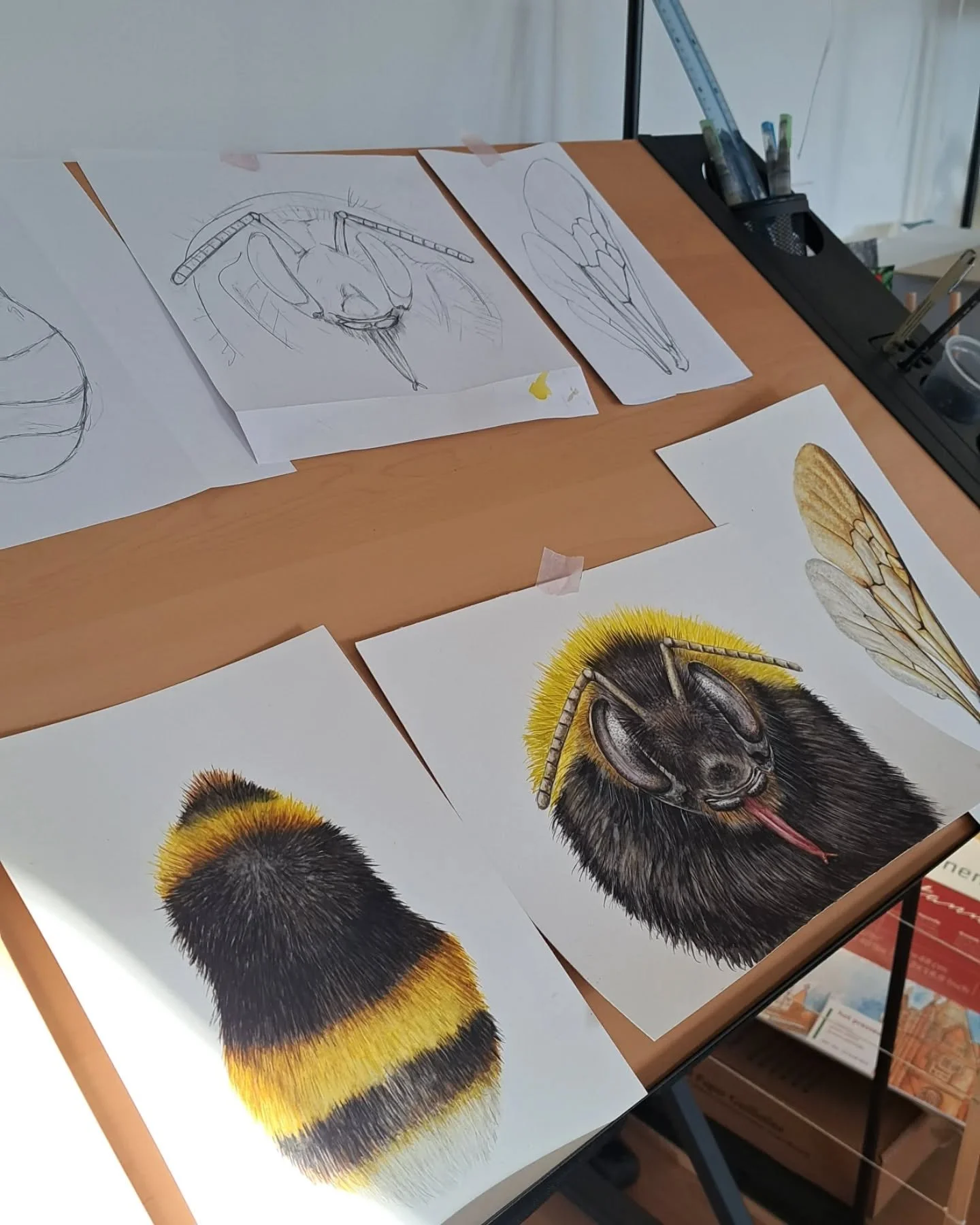 Experiments and studies I made some time ago on the buff-tailed bumblebee (Bombus terrestris), one of the most abundant bumblebee species in Europe.
Lately, I&rsquo;ve been watching bees emerge again, and this species is among them! 🐝 have you been 