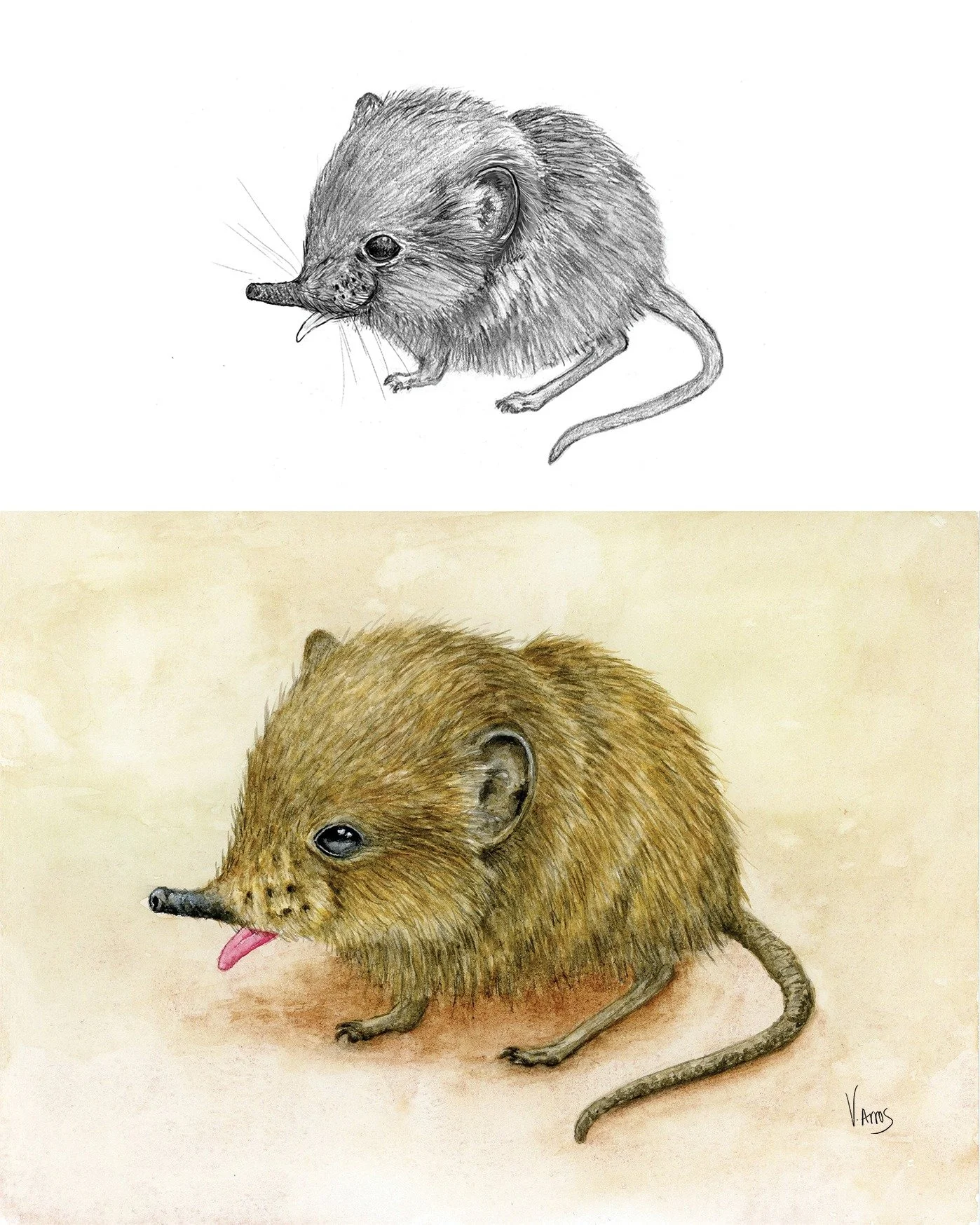 This is a commission I painted a few months ago, a baby elephant shrew (also known as a sengi). From draft on top to final painting below. 

Despite their name, sengis are not actually shrews, I learned they are actually more closely related to eleph
