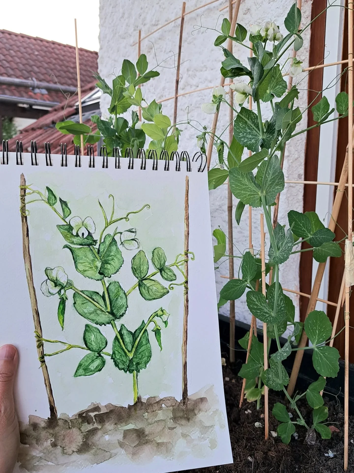 Sketching my green peas 🫛